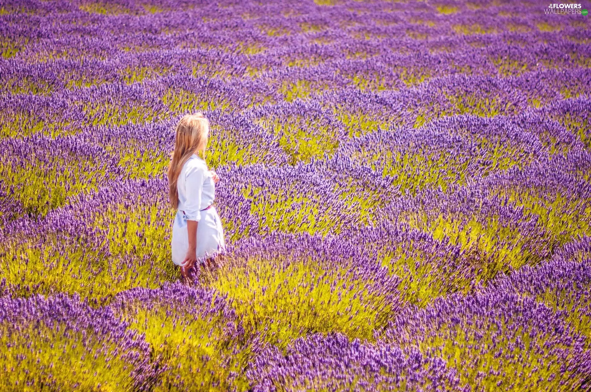 Field, Women, lavender