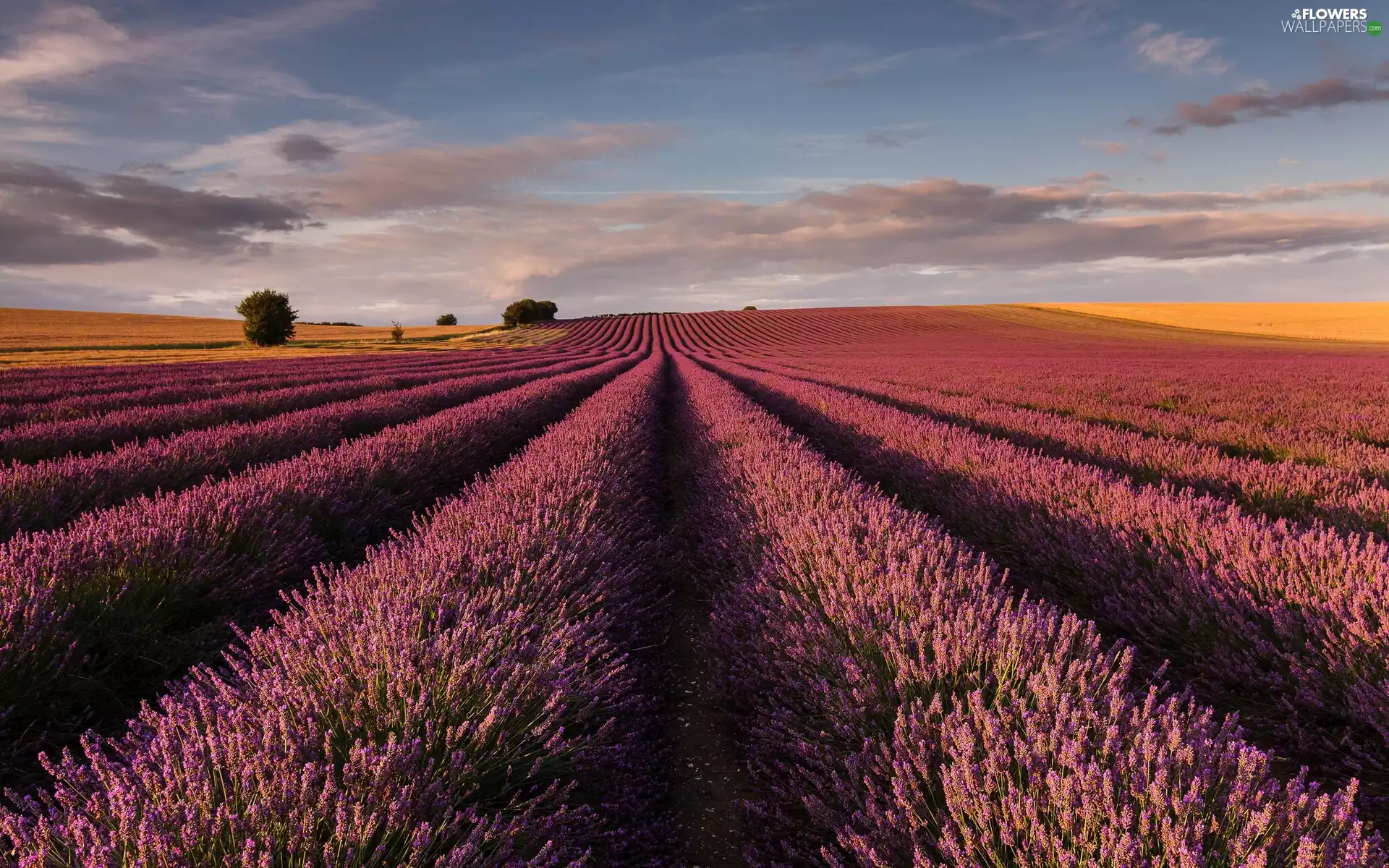 Field, lavender