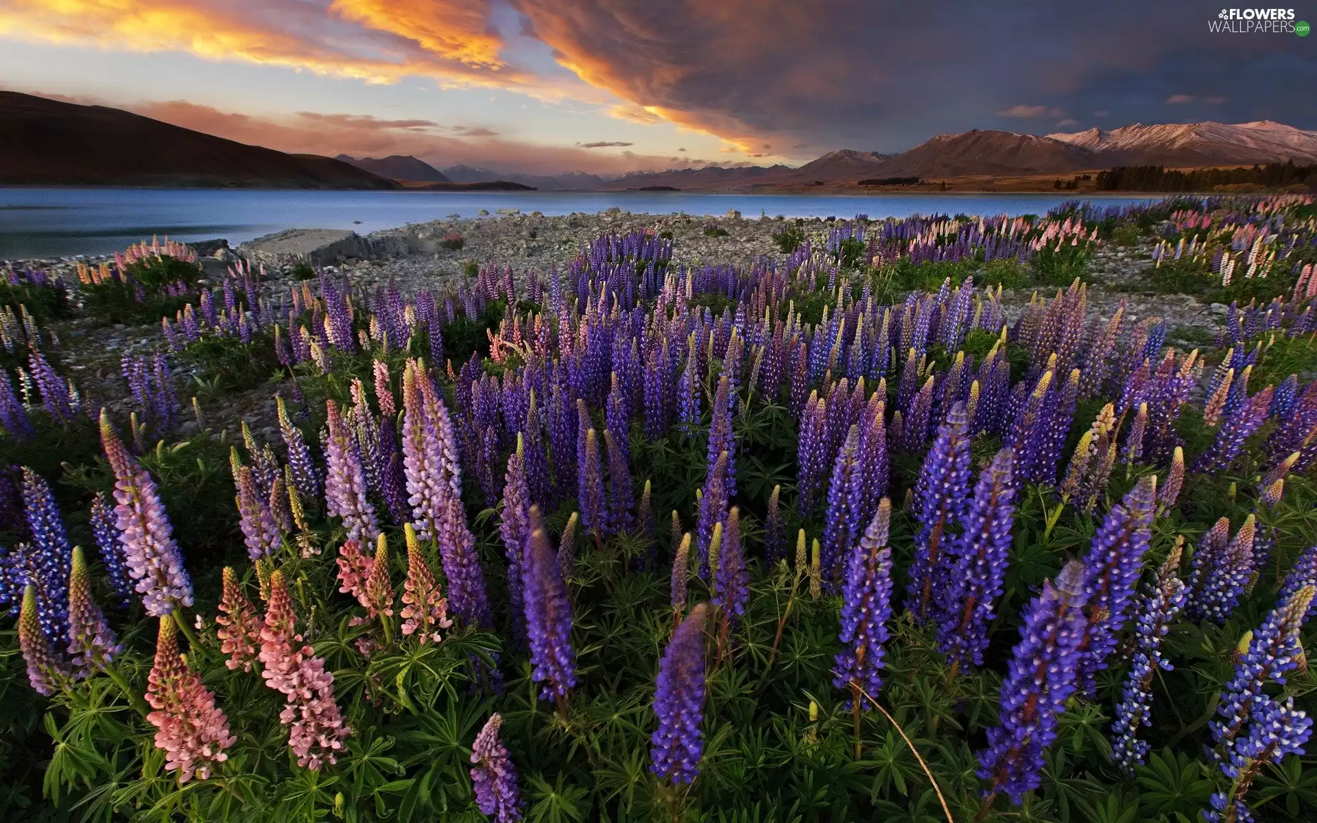 lupine, lake, clouds, Field