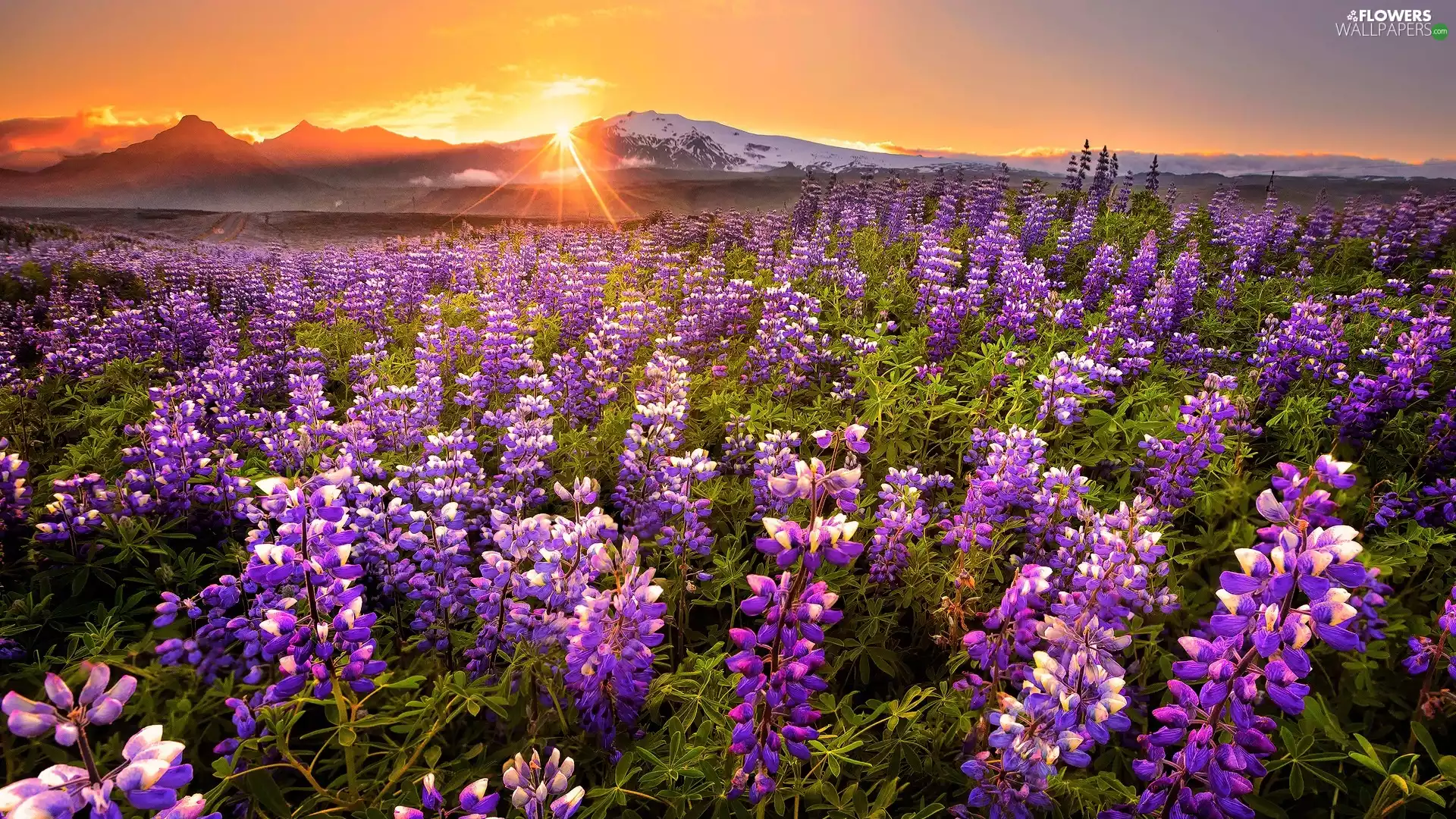 lupine, Sunsets, Mountains, Field