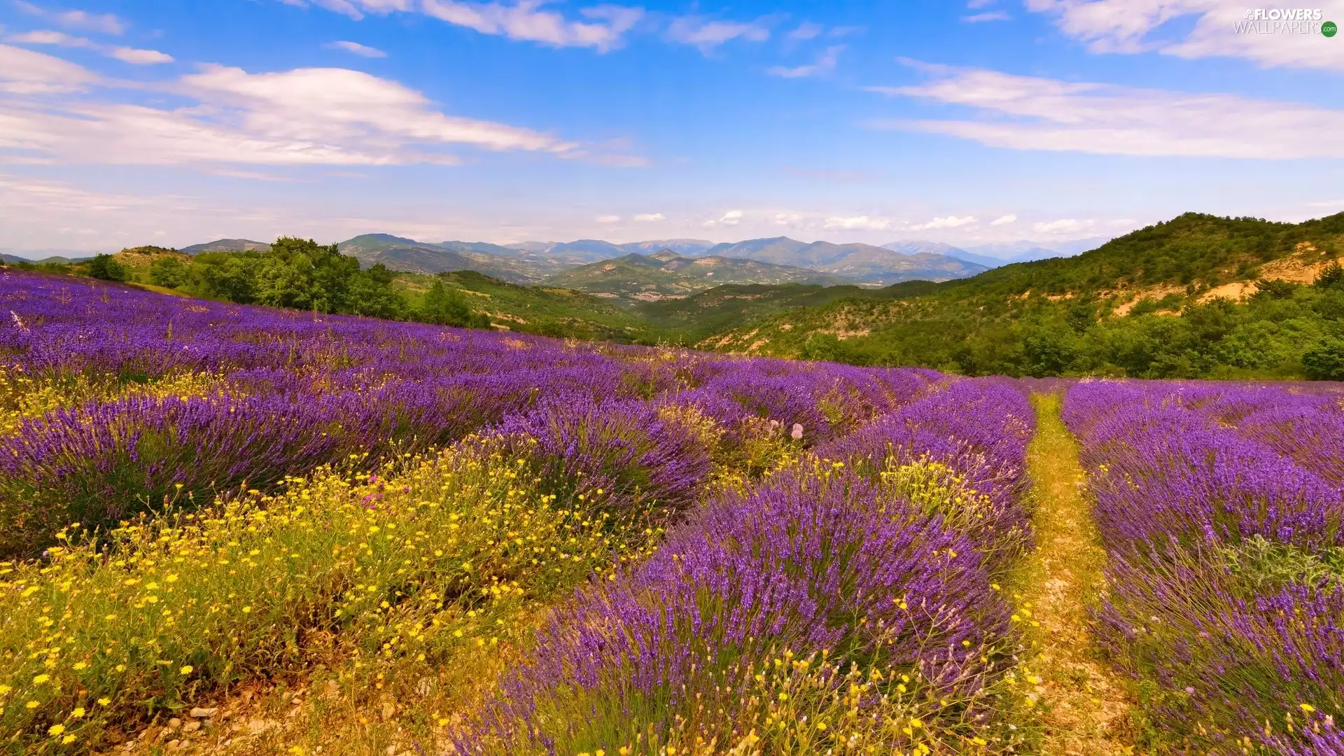Mountains, Flowers, lavender, Field