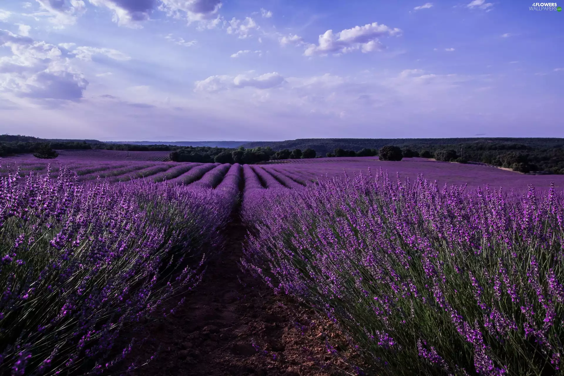 Field, lavender, Province of Guadalajara, Municipality of Brihuega, Spain
