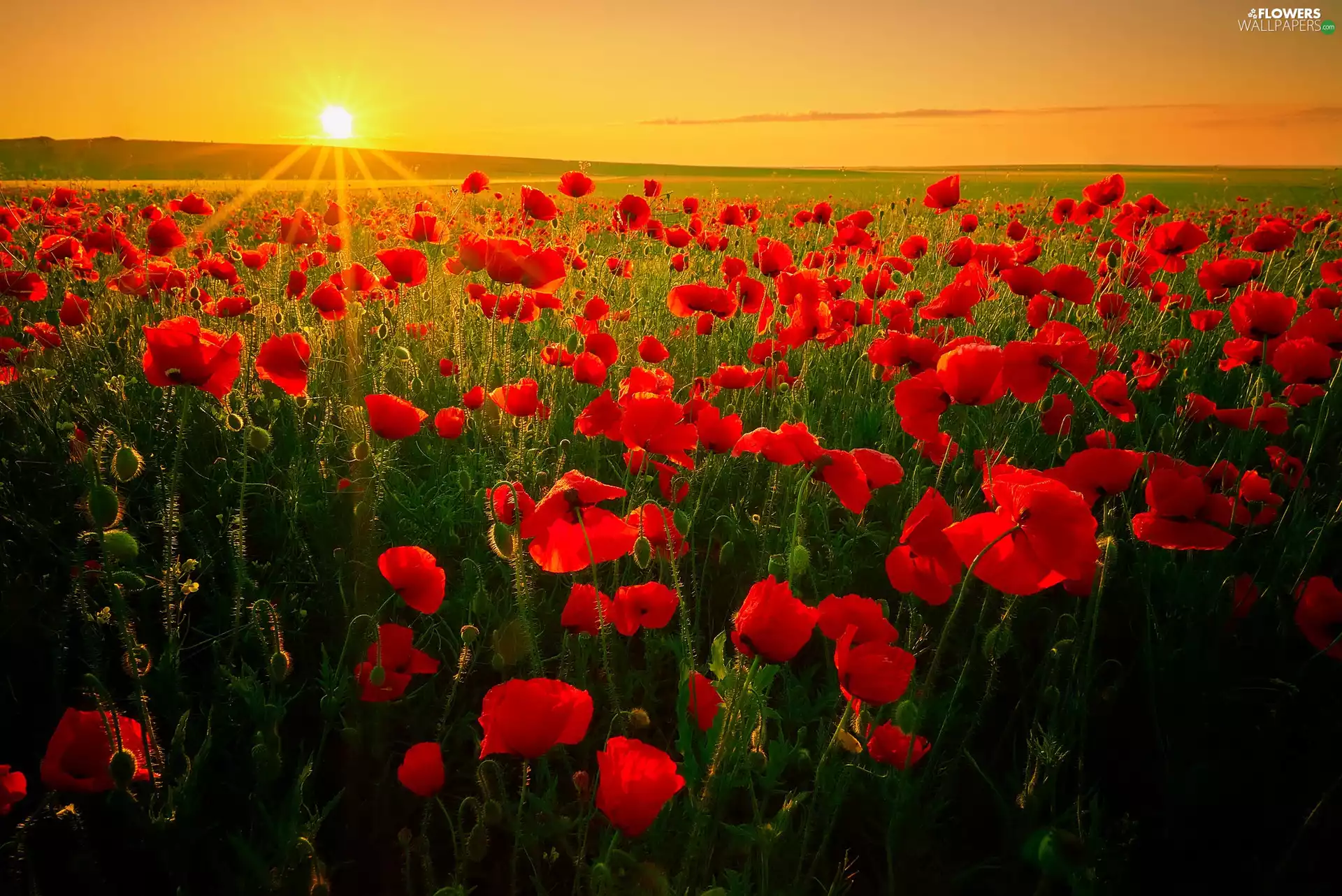 papavers, rays of the Sun, Flowers, Red, Field