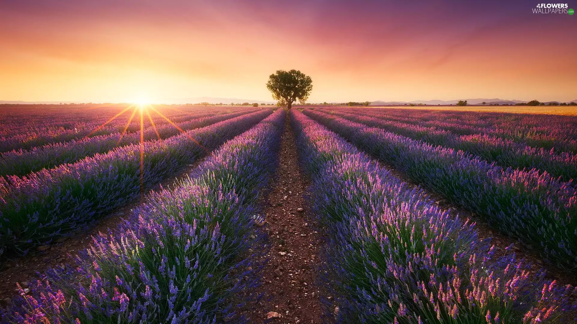 Sunrise, rays of the Sun, lavender, trees, Field