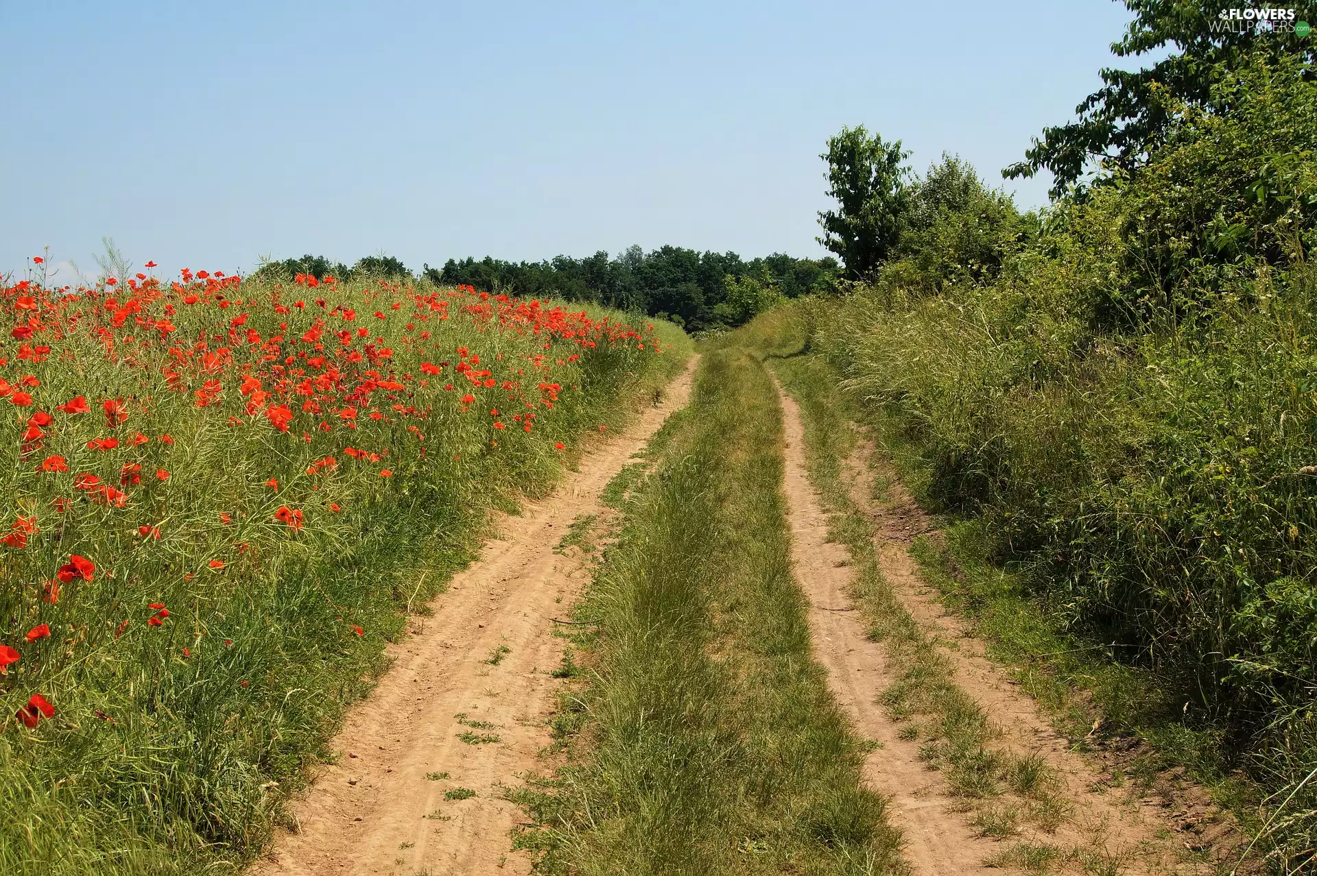 papavers, Way, Bush, Field