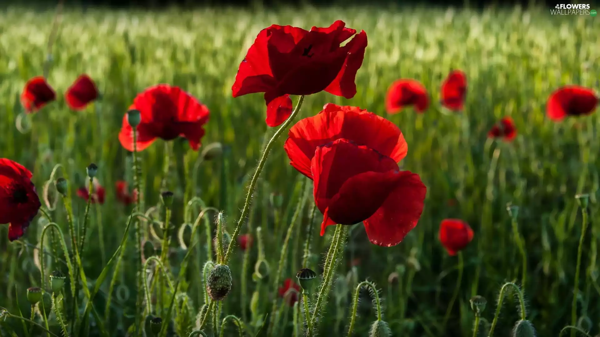 field, Red, papavers