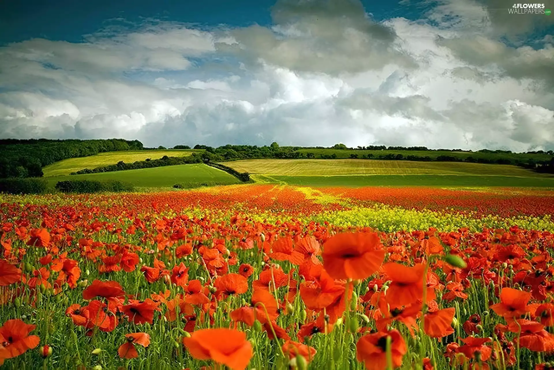 Field, Red, papavers