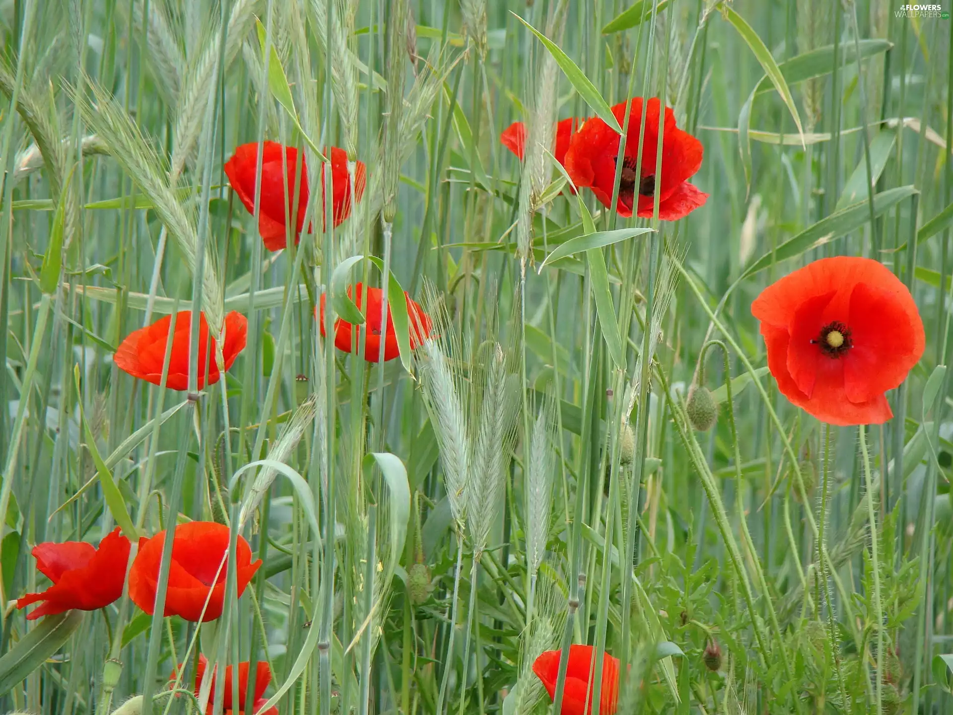 papavers, Field