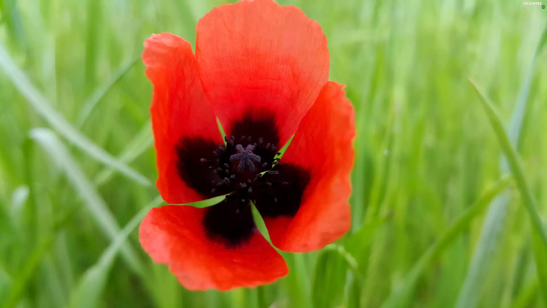 red weed, Red, field