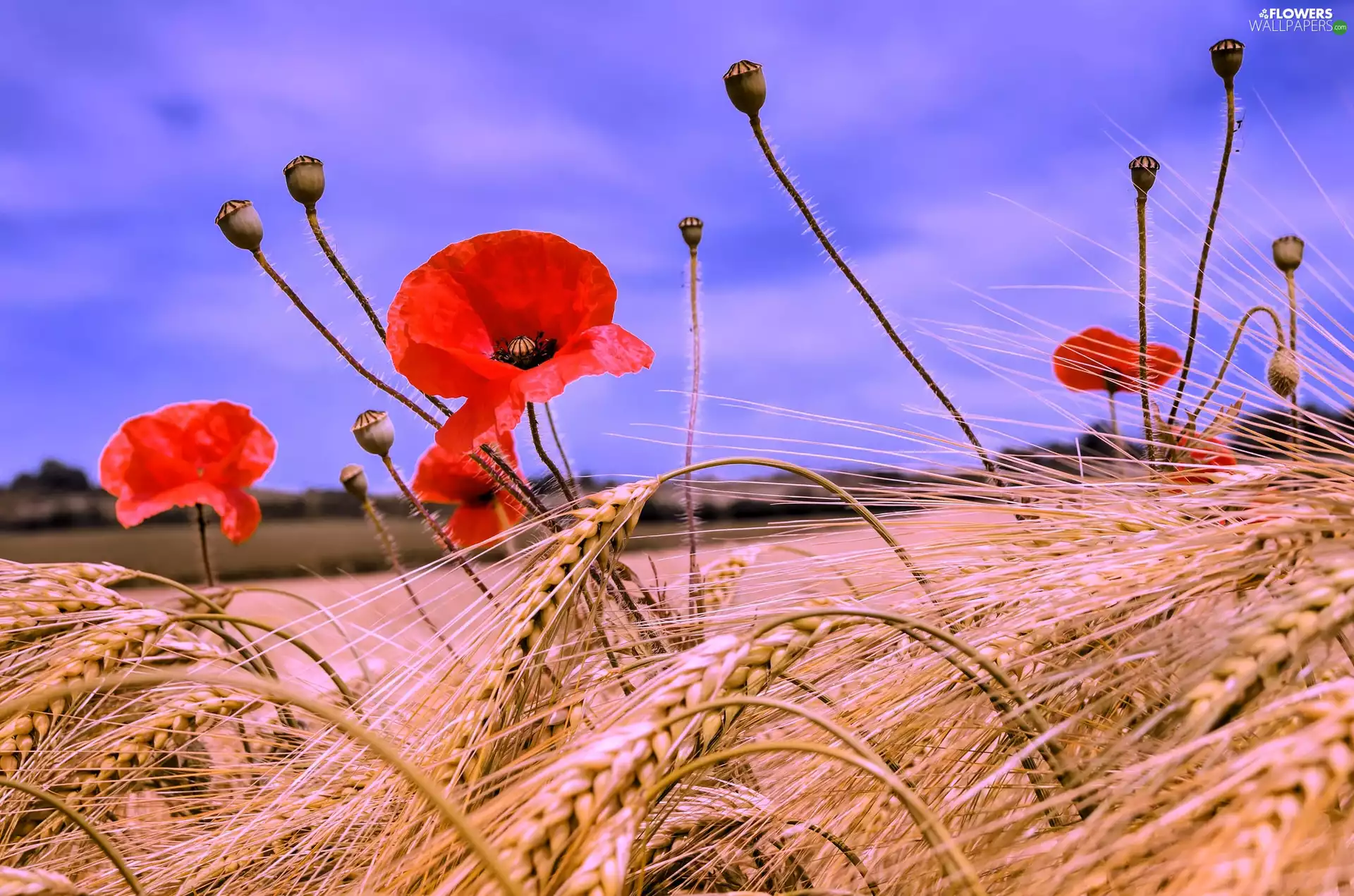 summer, corn, papavers, Field