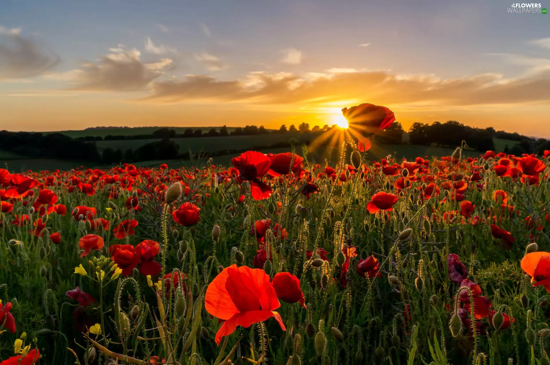 rays, field, sun, papavers, west