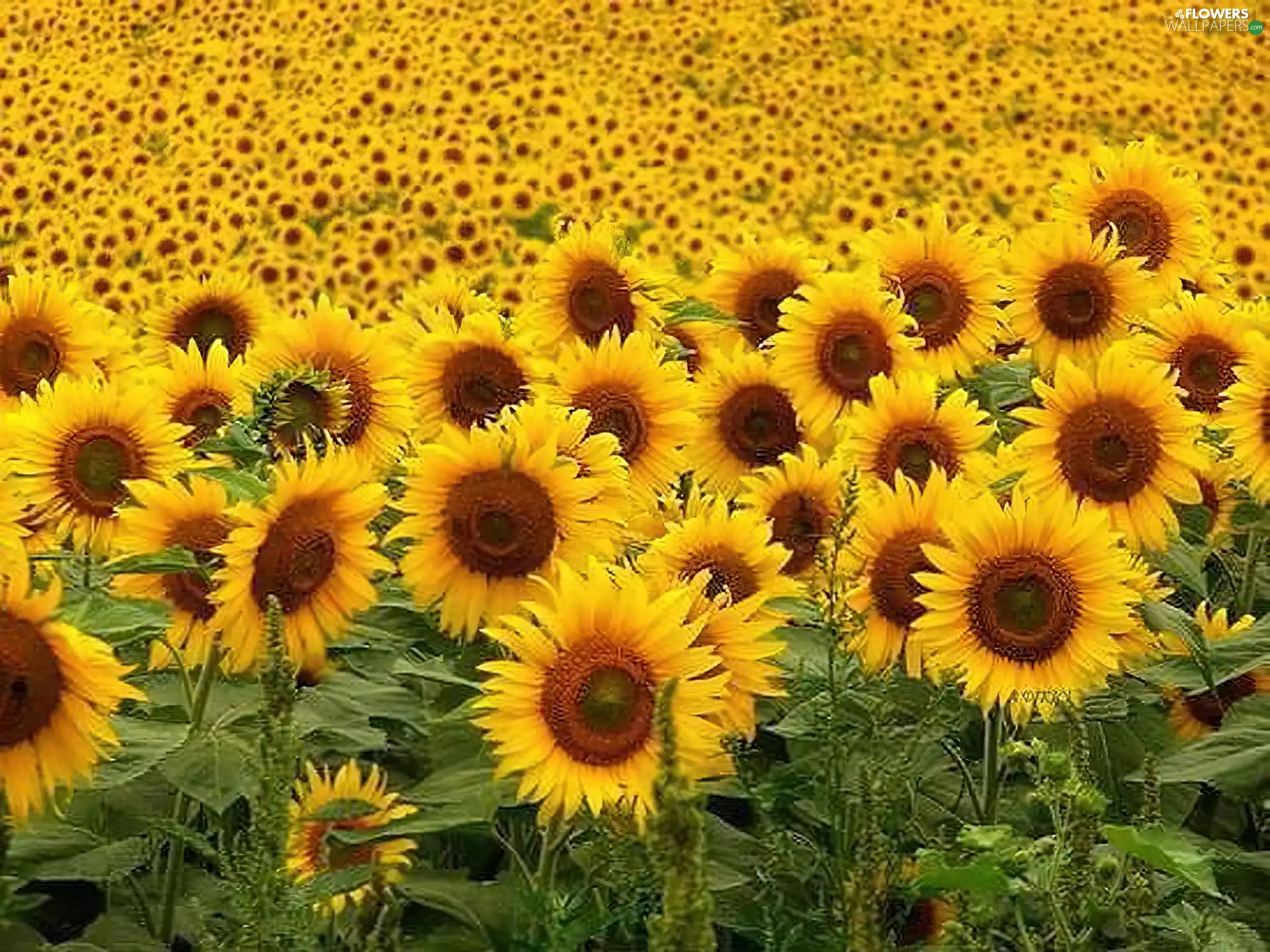 Field, sunflower