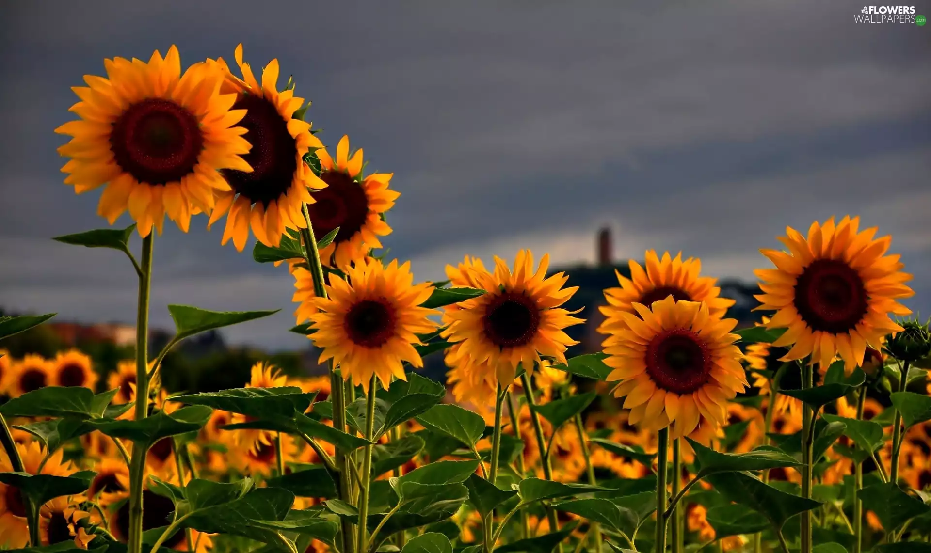 Field, Nice sunflowers