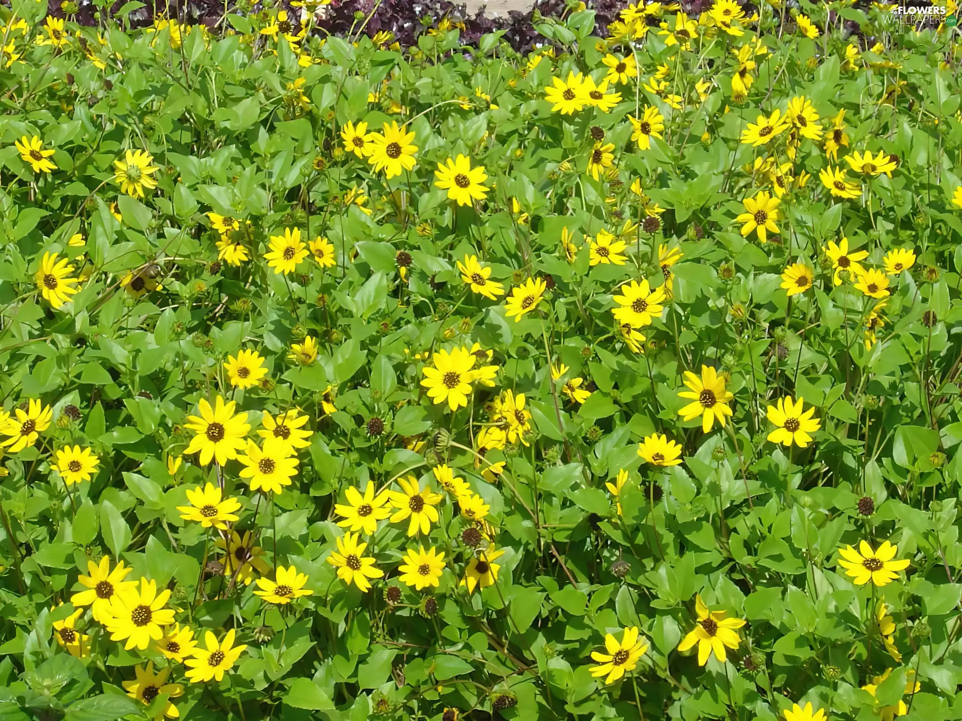 Field, ornamental sunflowers