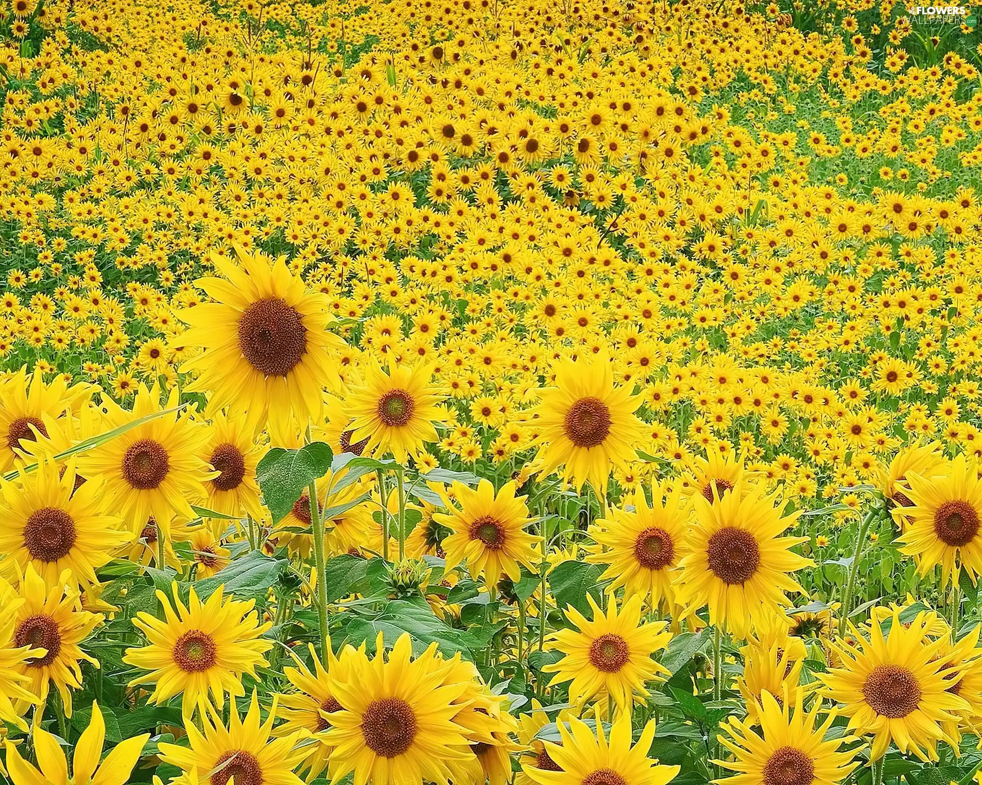 Field, sunflowers