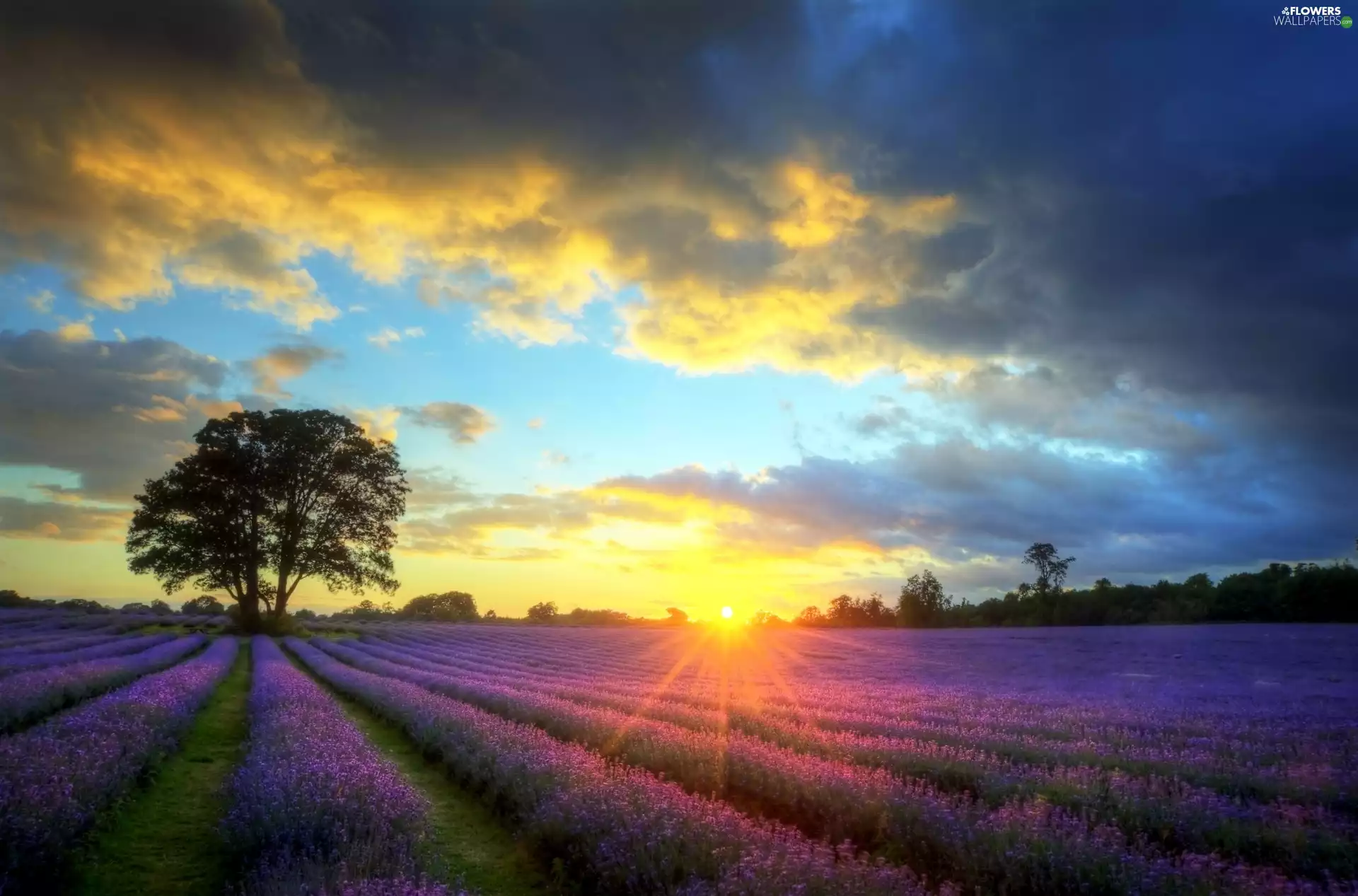 west, lavender, trees, Field, clouds, sun, viewes