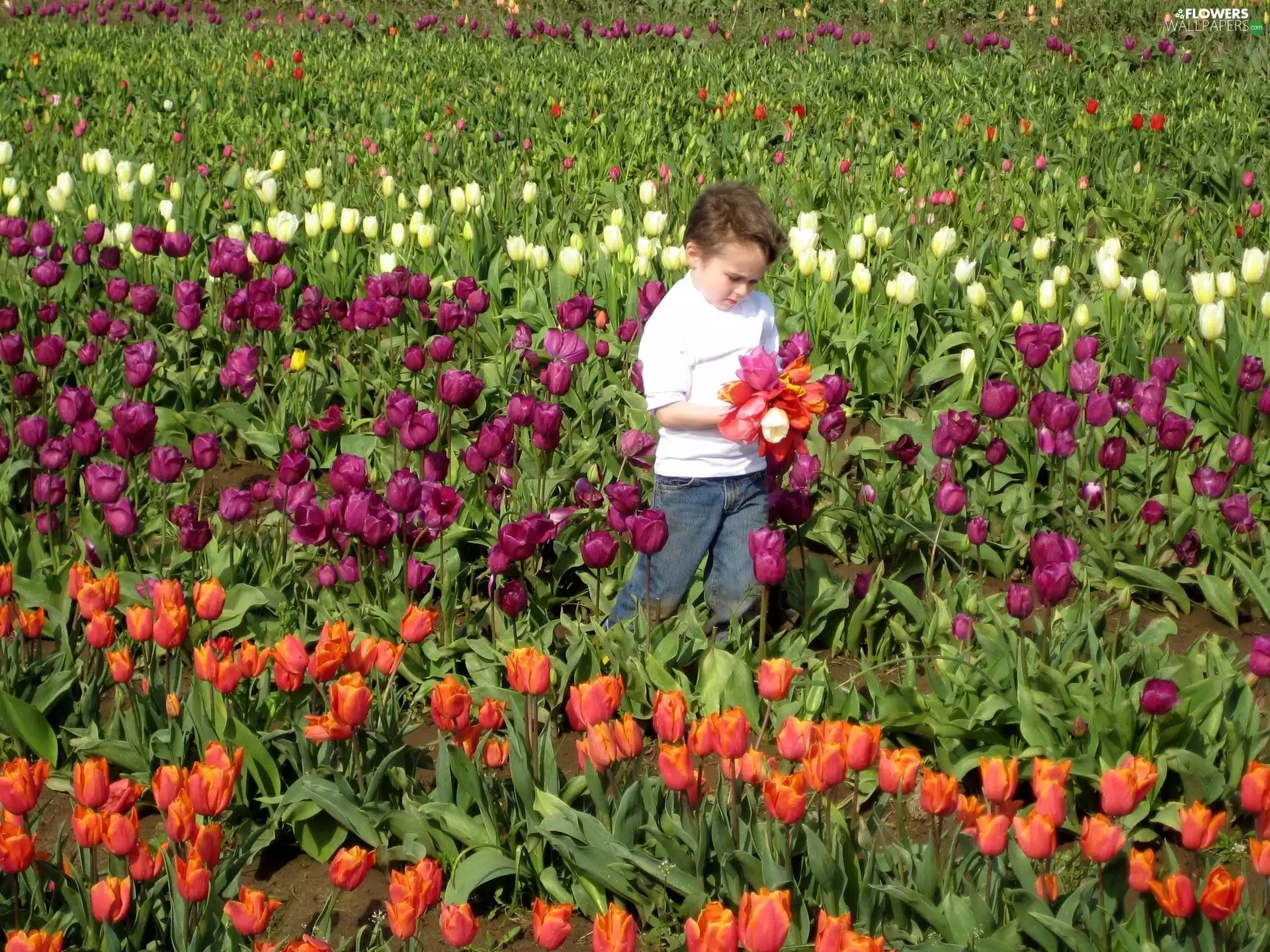 Tulips, Kid, boy, Field