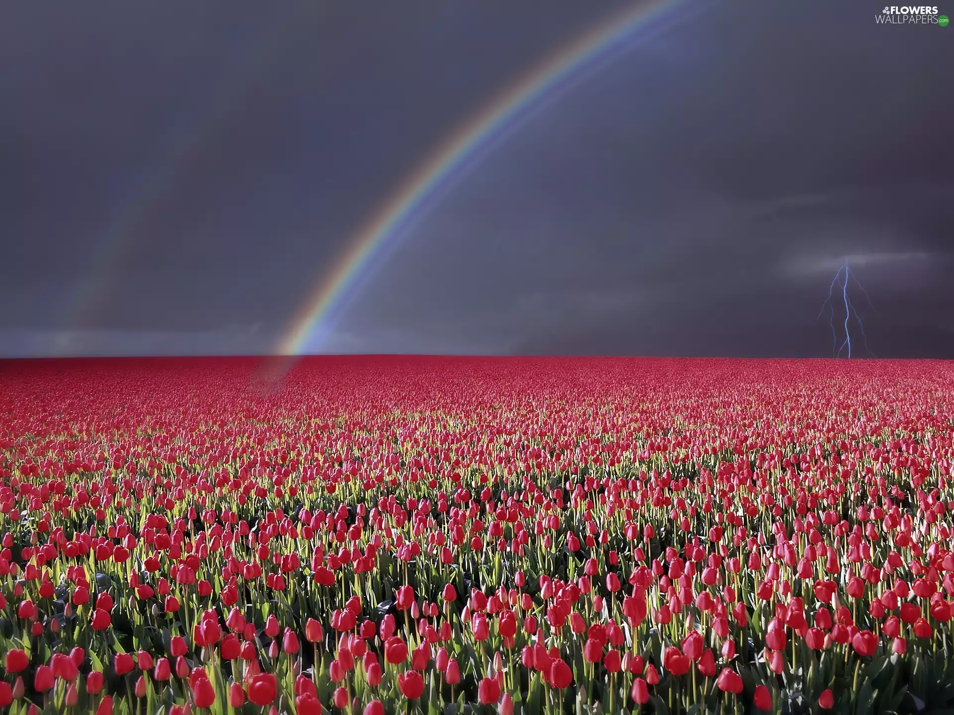 lightning, Field, tulips, Great Rainbows