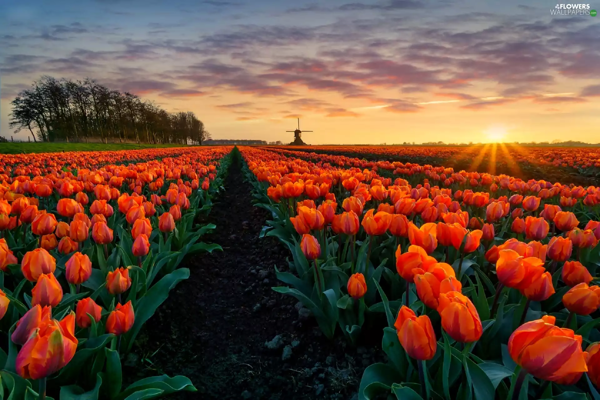 Tulips, rays, sun, Field