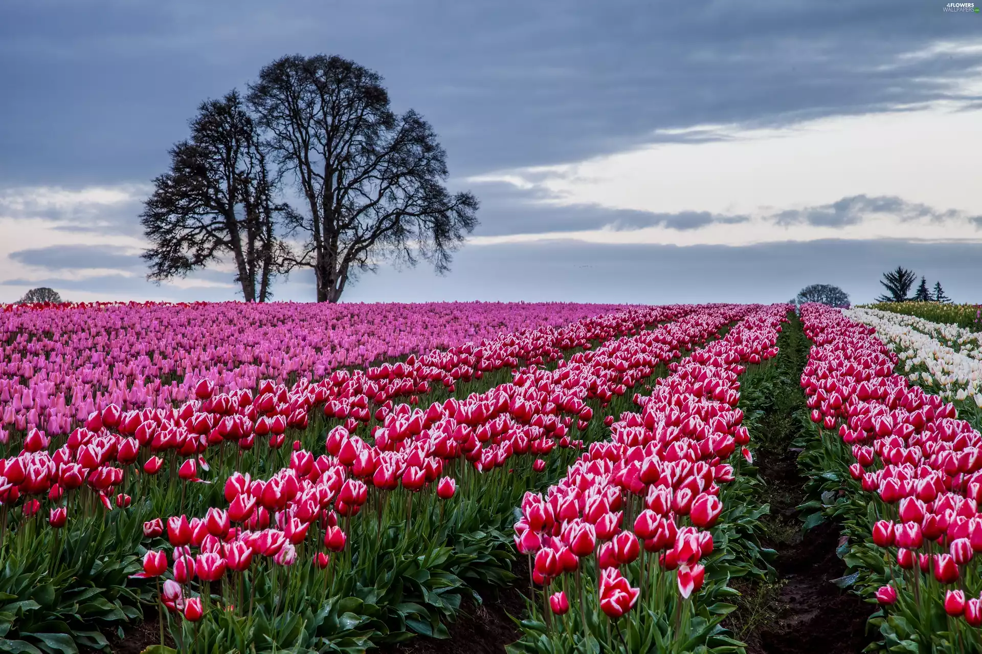 Tulips, trees, viewes, Field
