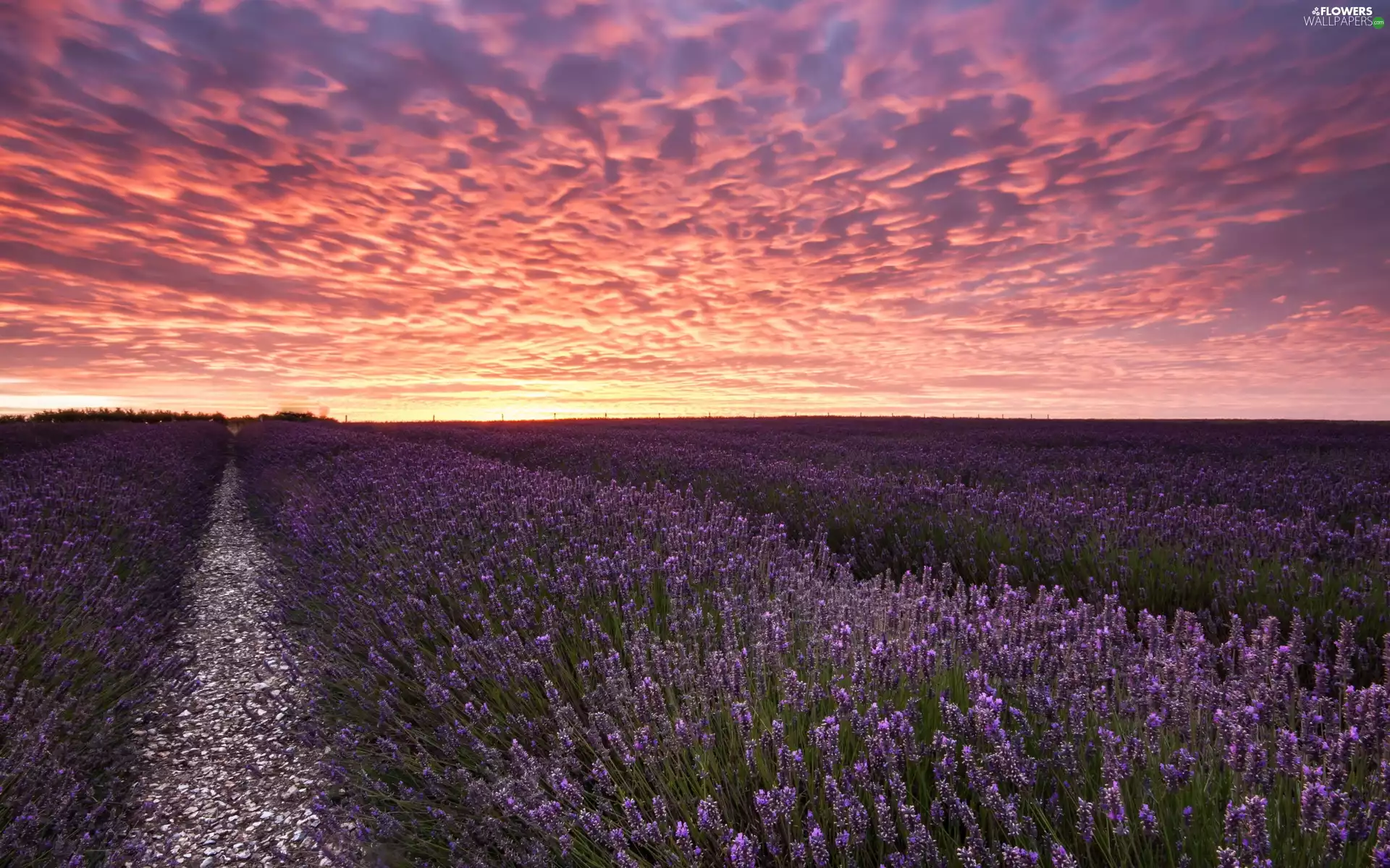 west, lavender, field, sun