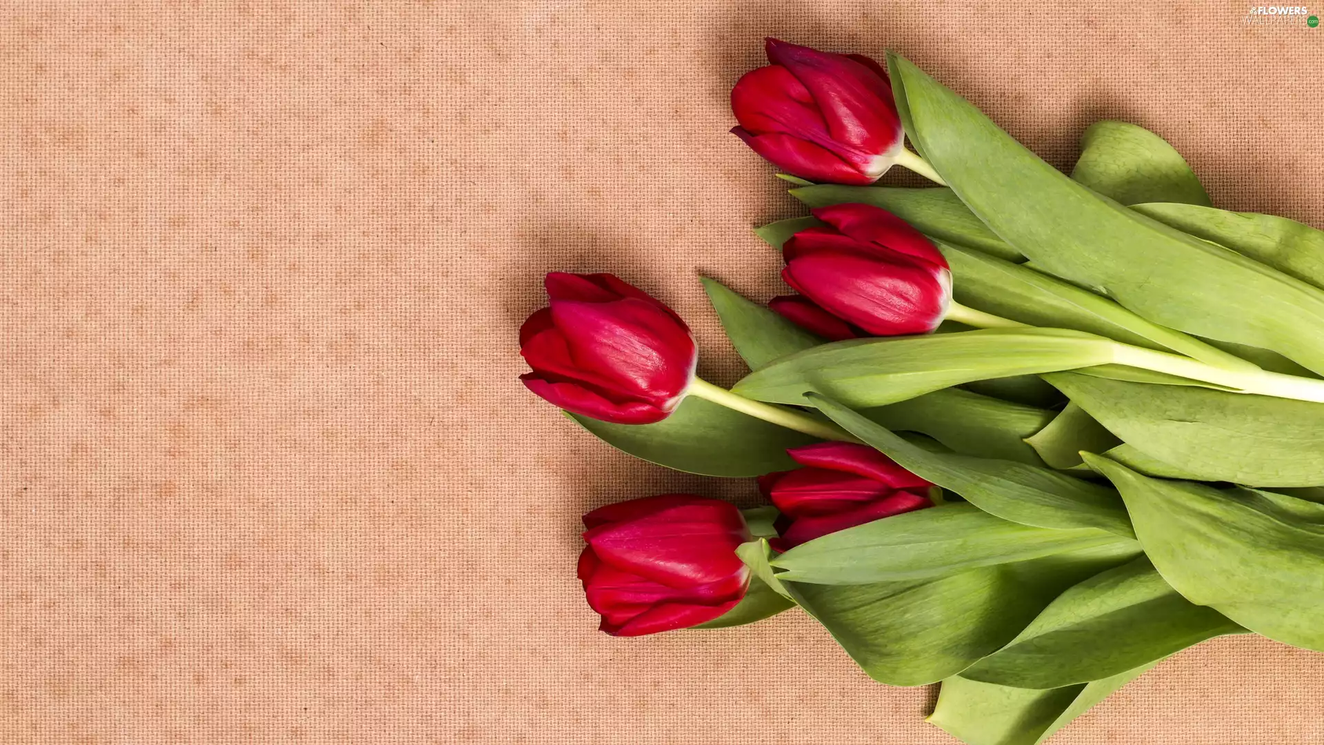 Tulips, red, tulips, five