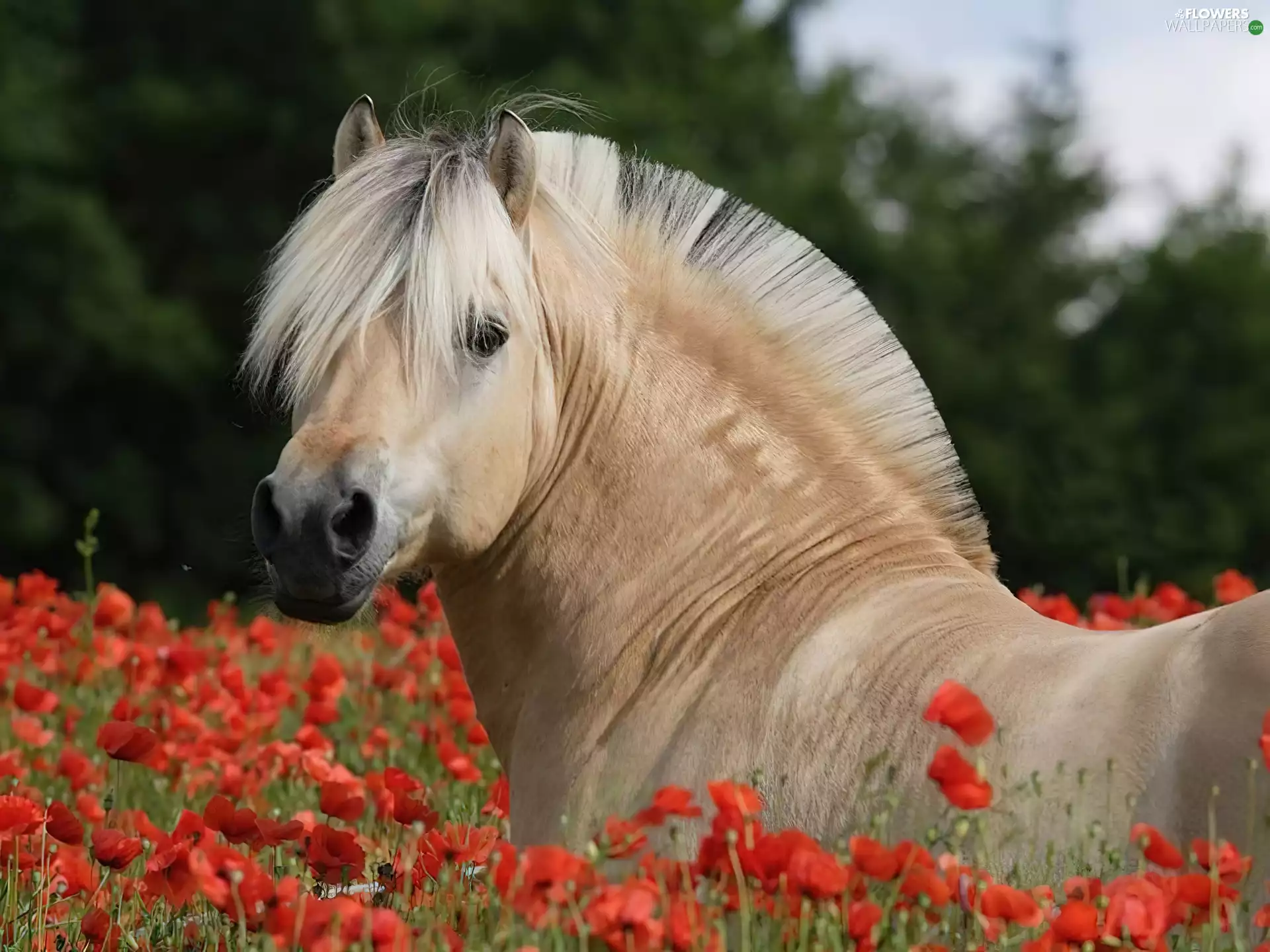 Horse, Red, papavers, Fjord