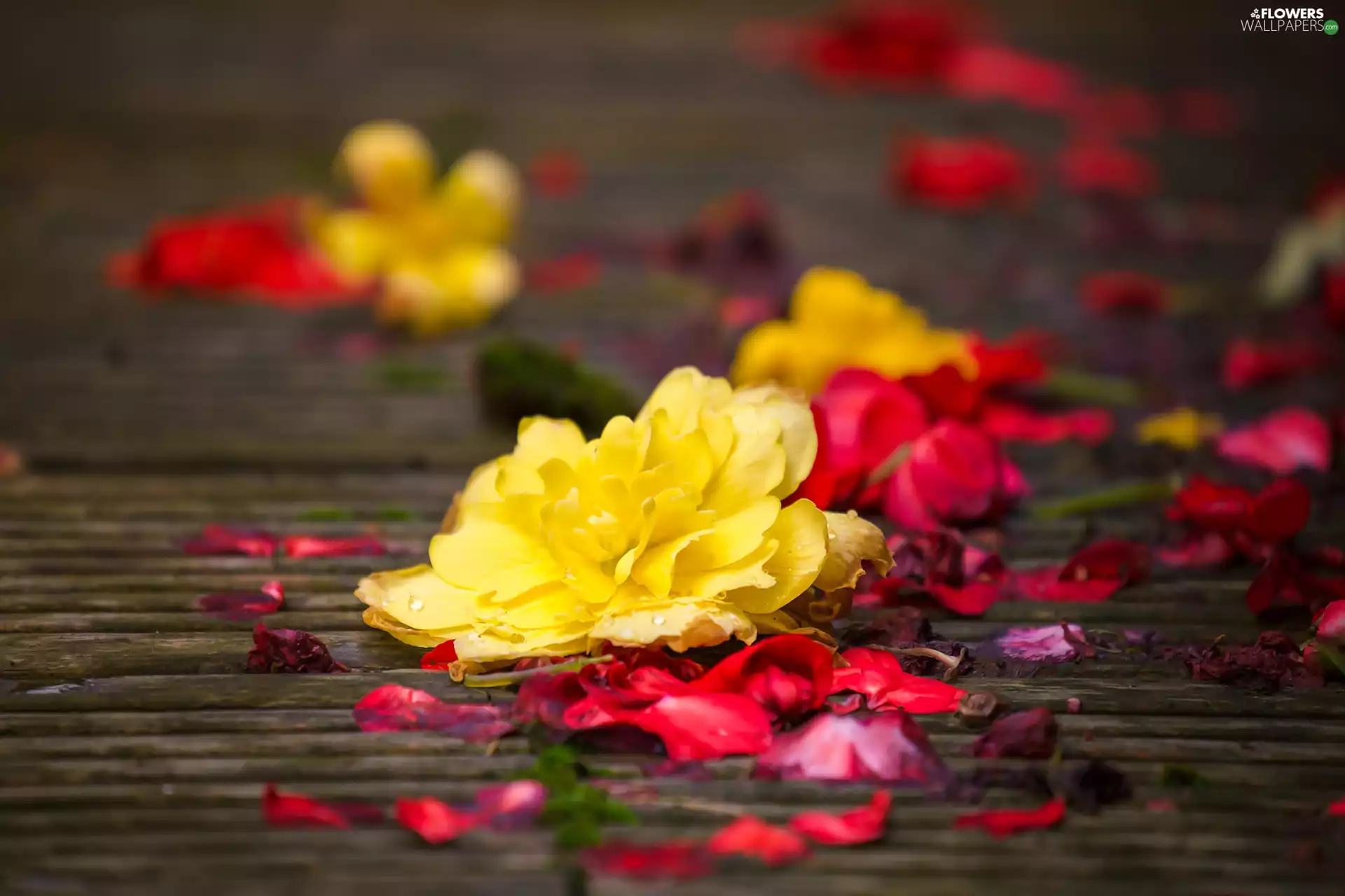 flakes, Flowers, begonia