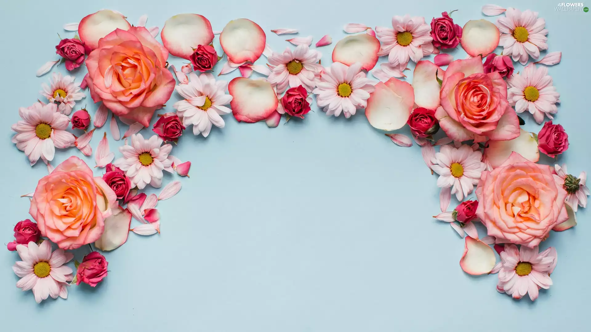 roses, flakes, blue background, Chrysanthemums