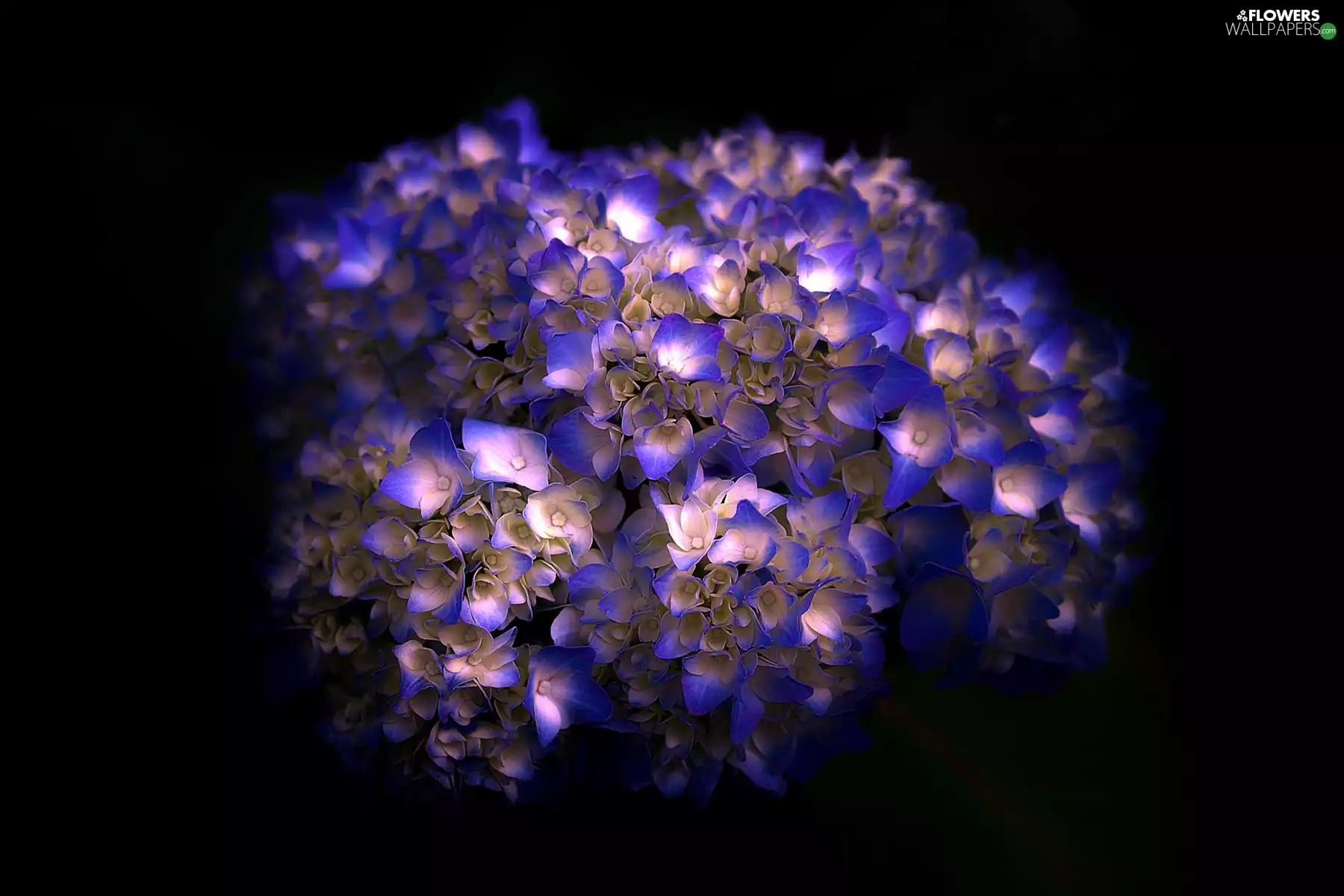 flakes, hydrangea, change