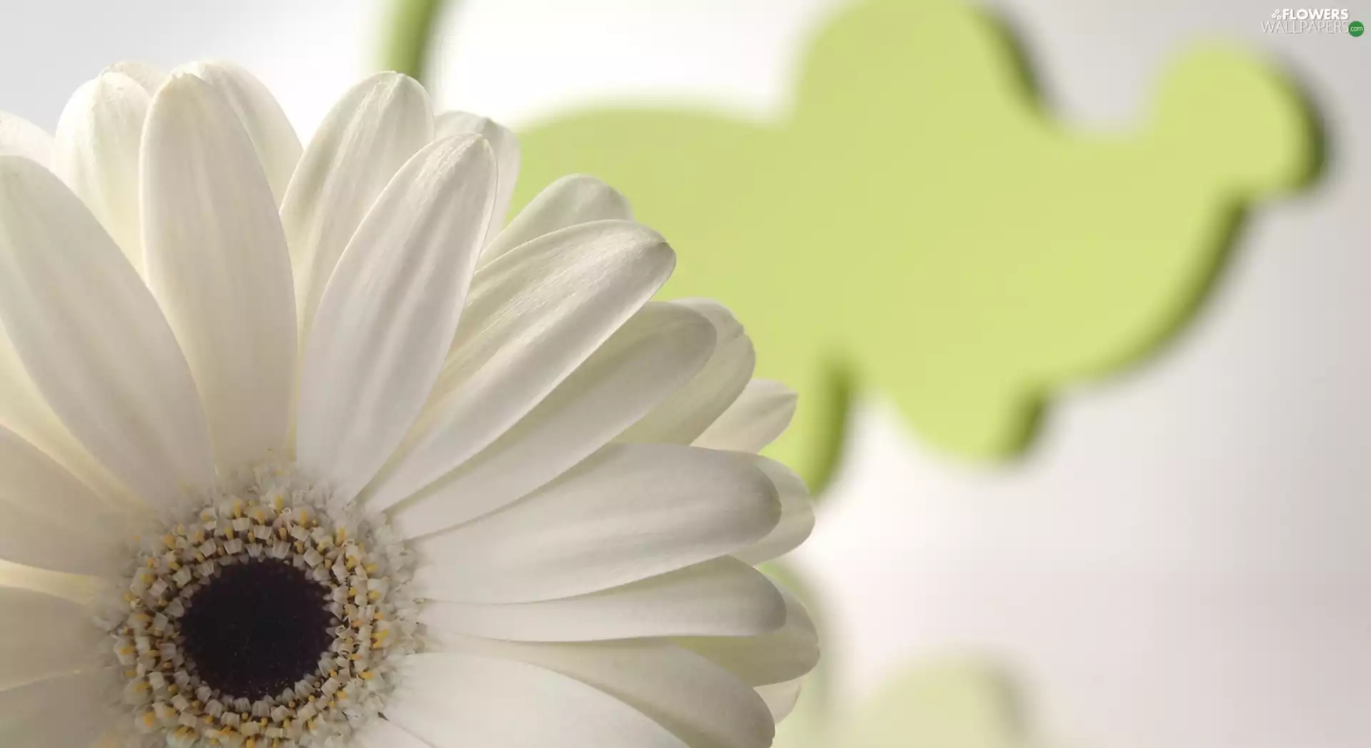 Close, Gerbera, flakes, White