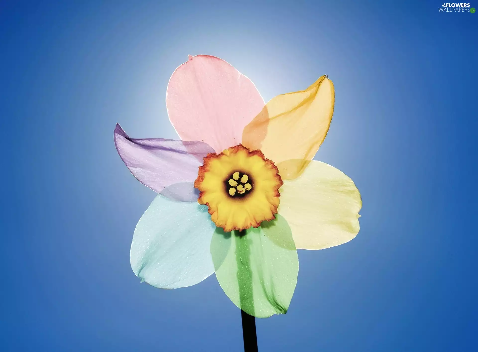 flakes, narcissus, color