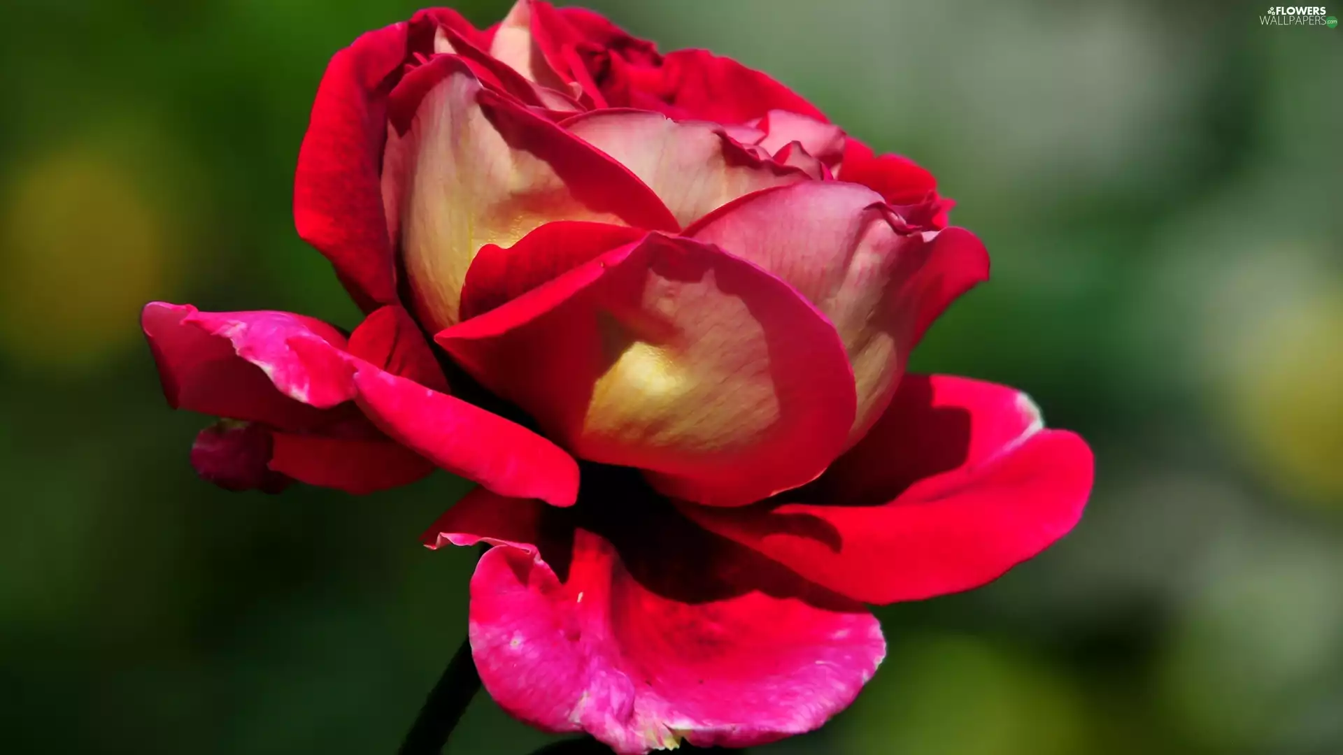 Colourfull Flowers, rose, flakes