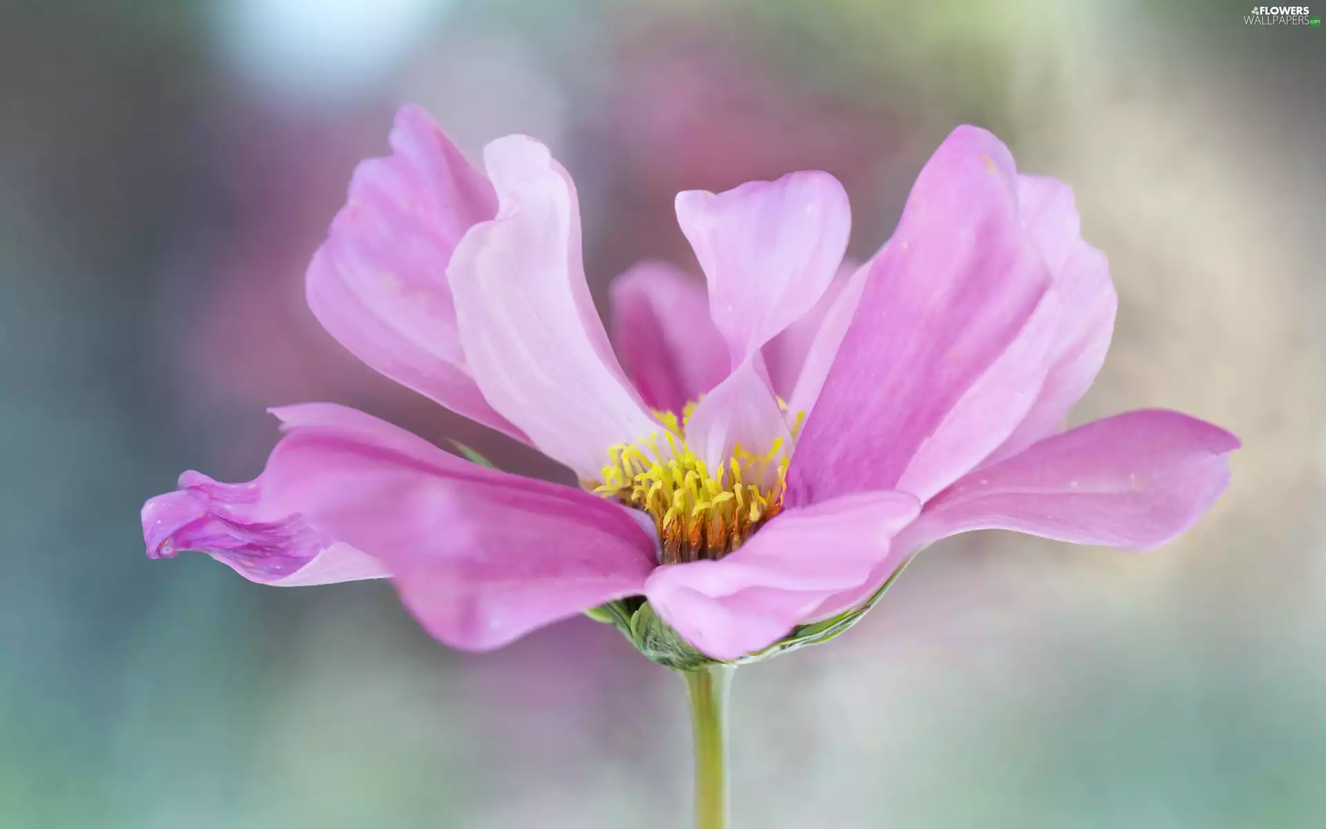 flakes, Pink, Cosmos