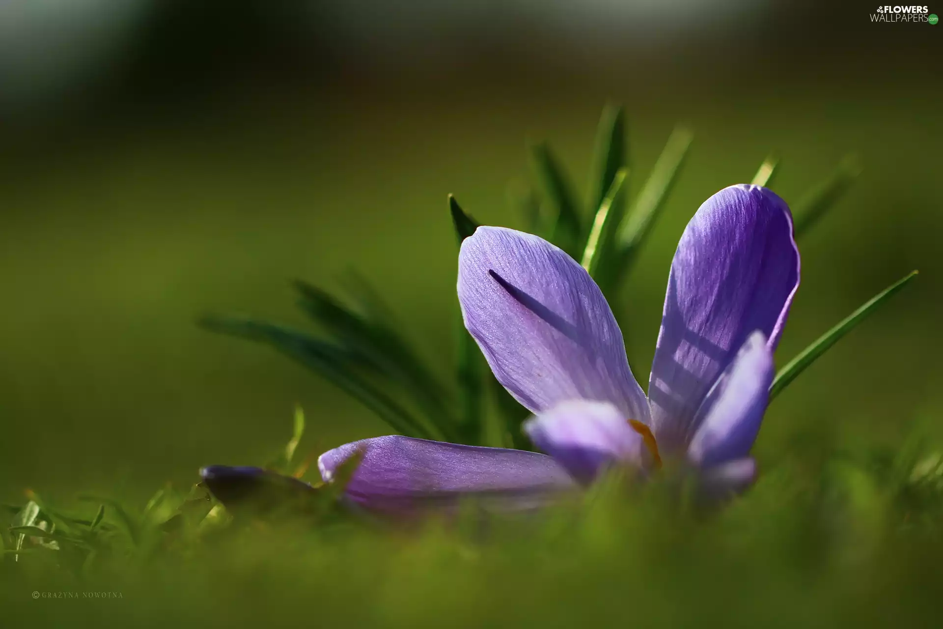 flakes, Violet, crocus