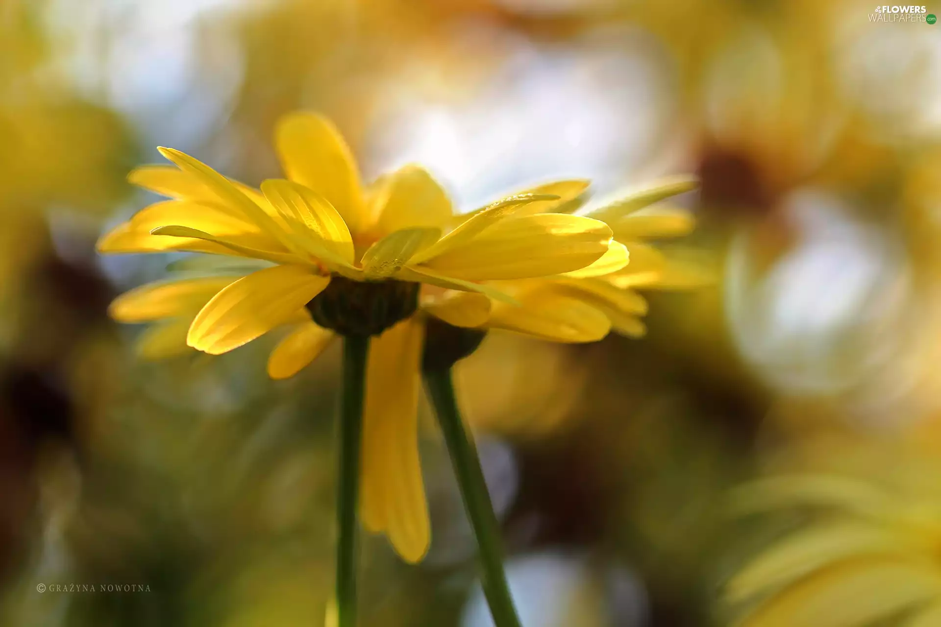 flakes, Yellow, daisy