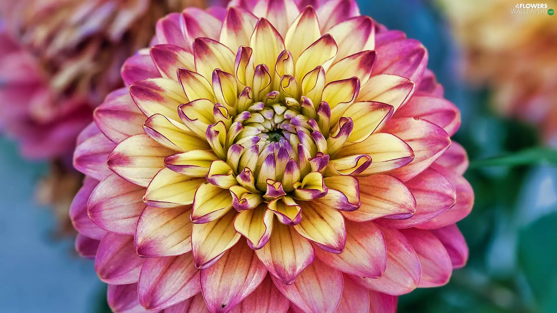 flakes, Blossoming, Dalia