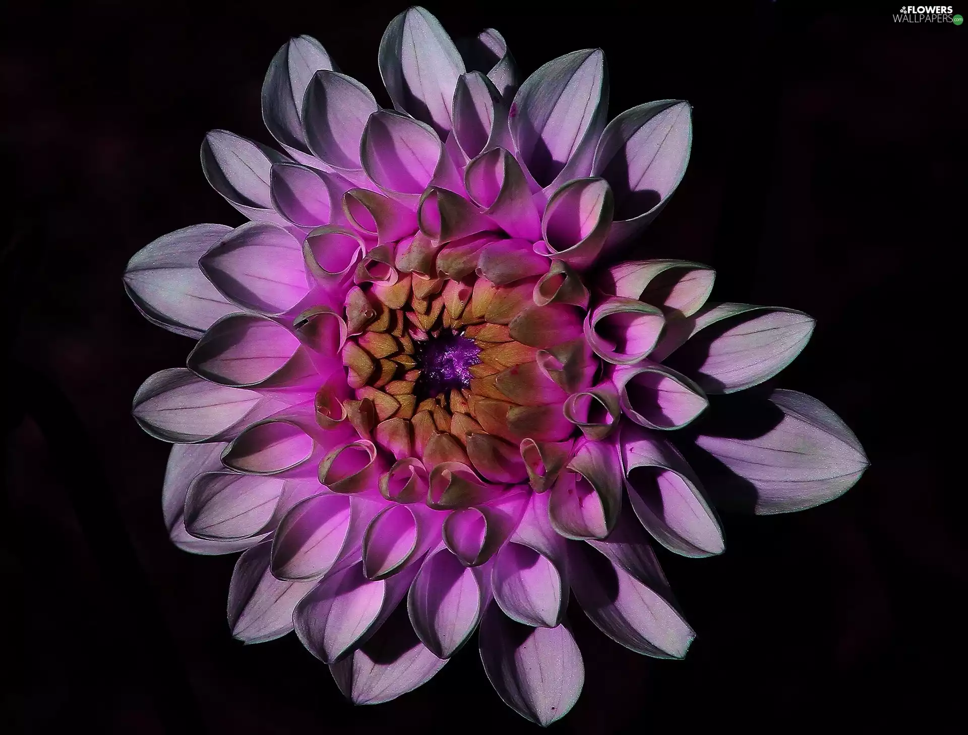 flakes, Violet, Dalia