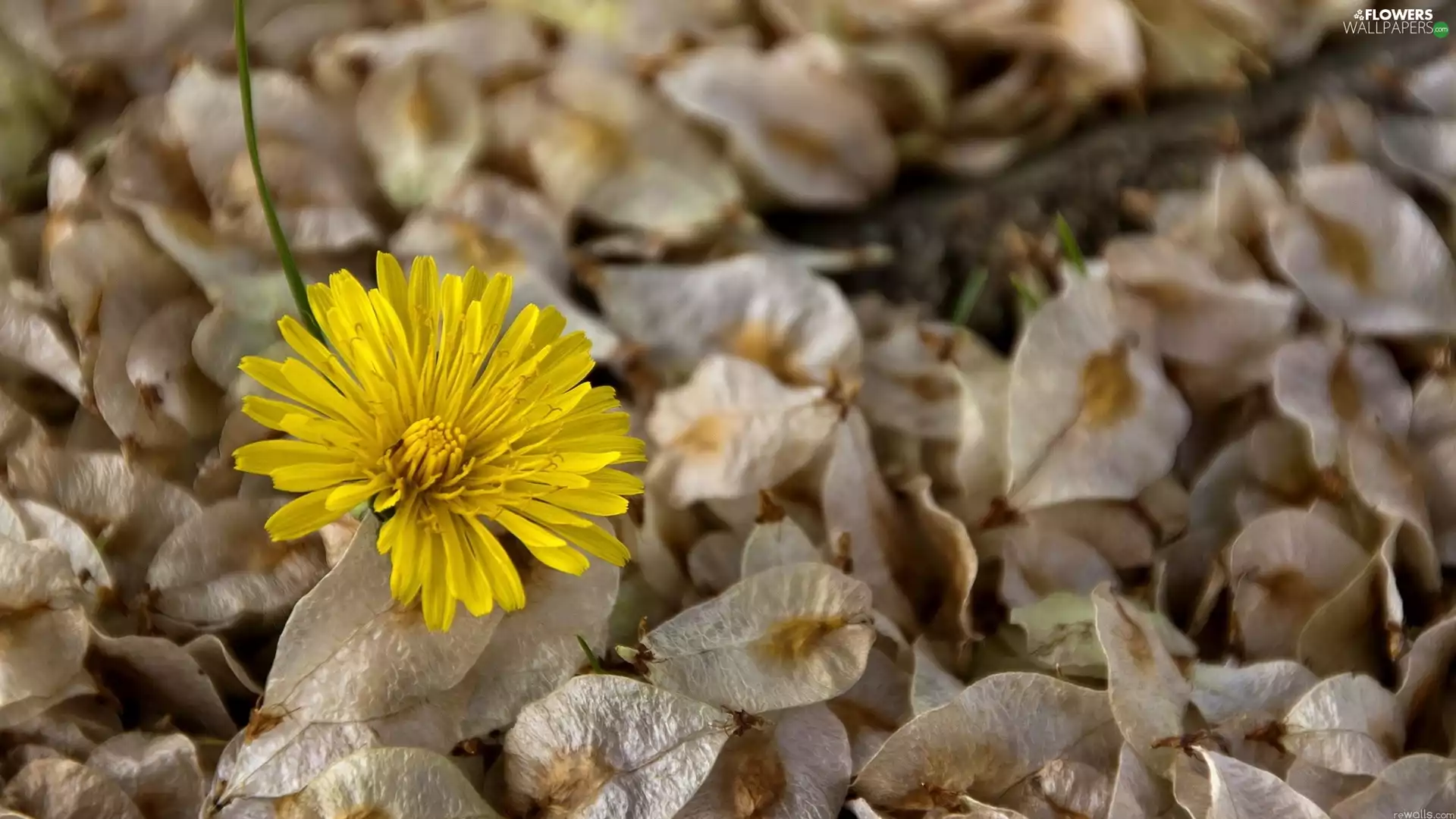 puffball, sow-thistle, flakes, flowers, dry