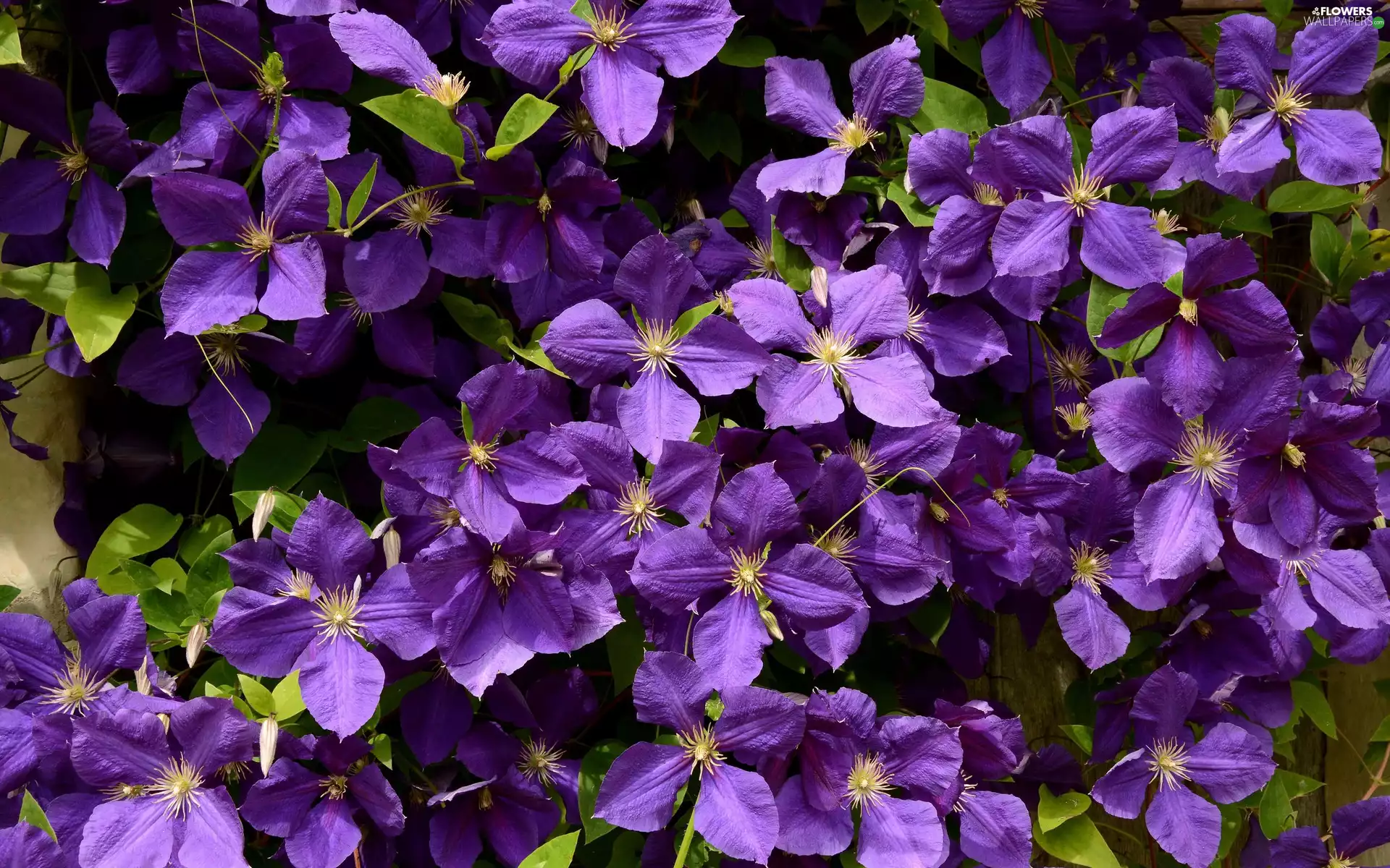 Flowers, purple, Clematis, flakes