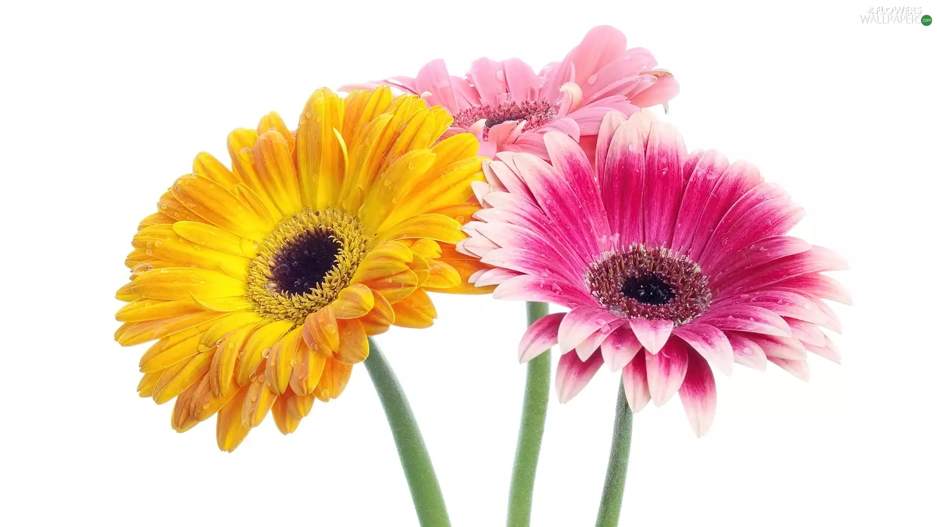 flakes, gerberas, Flowers