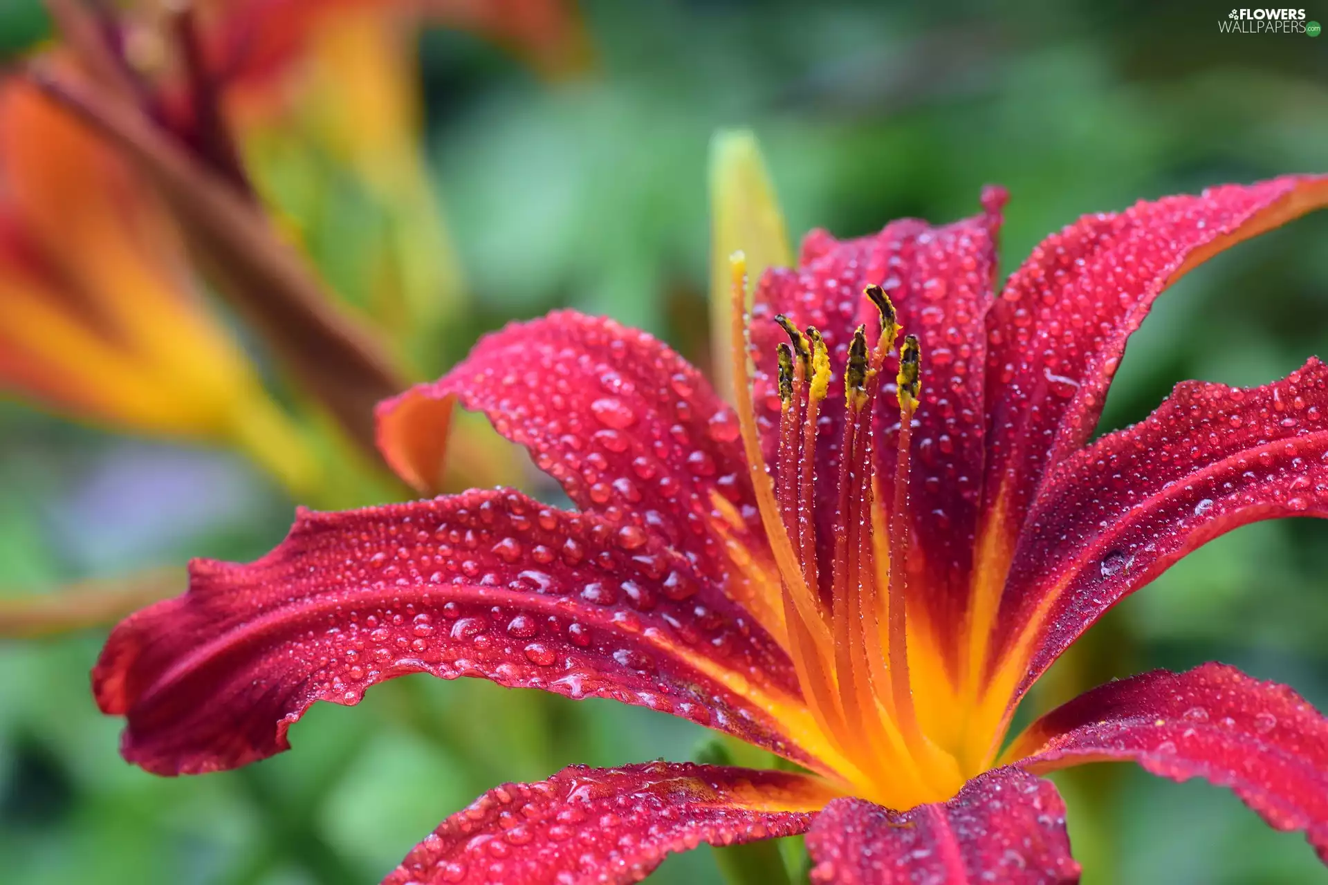 drops, rods, Lily, flakes, Colourfull Flowers