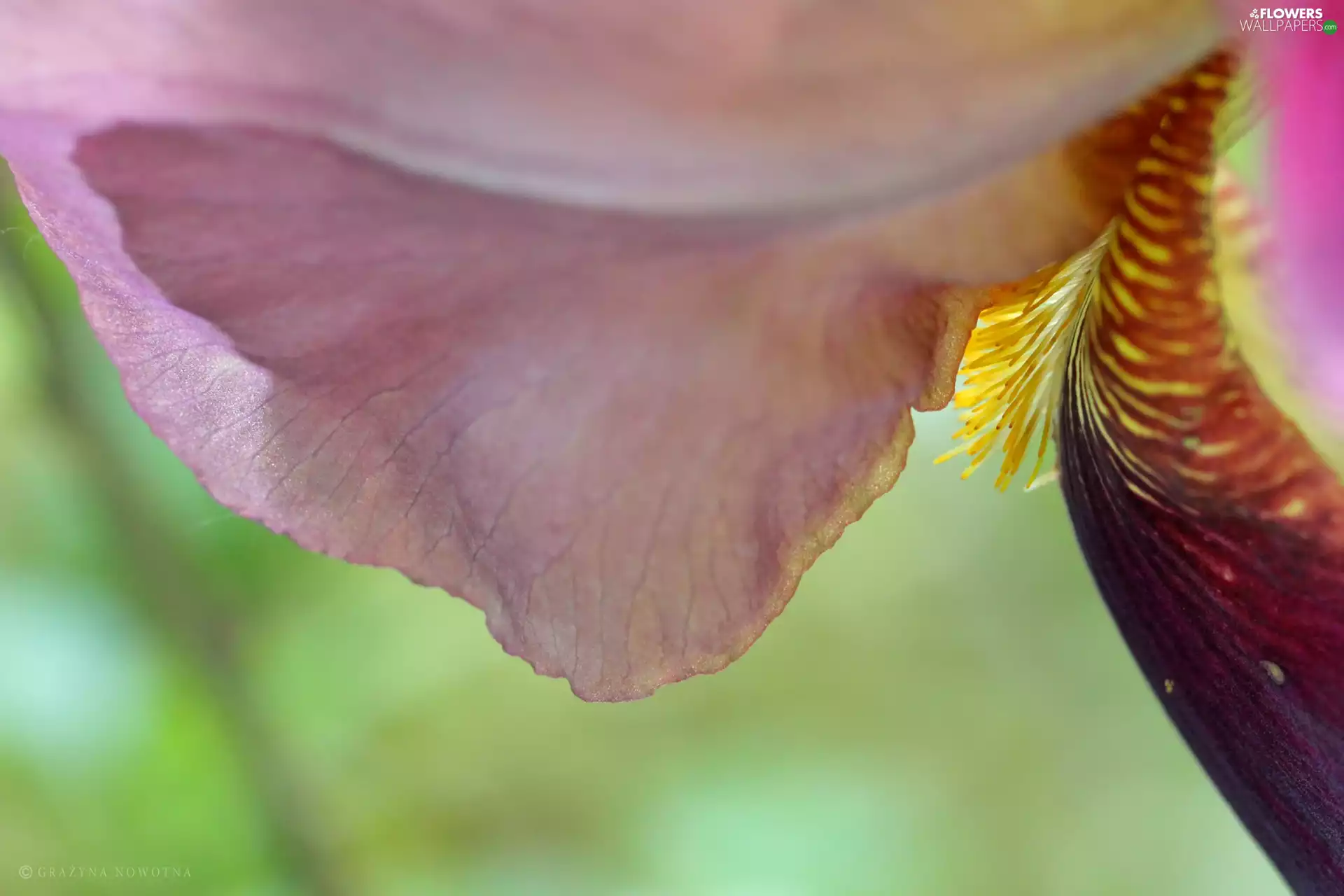 iris, flakes