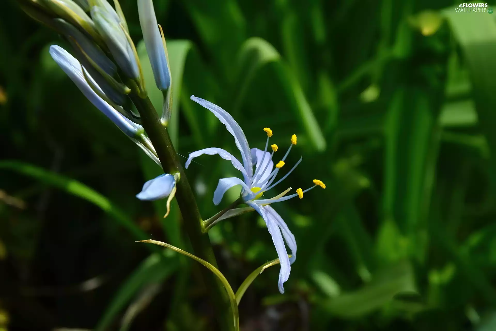 Lily, rods, Leaf, flakes