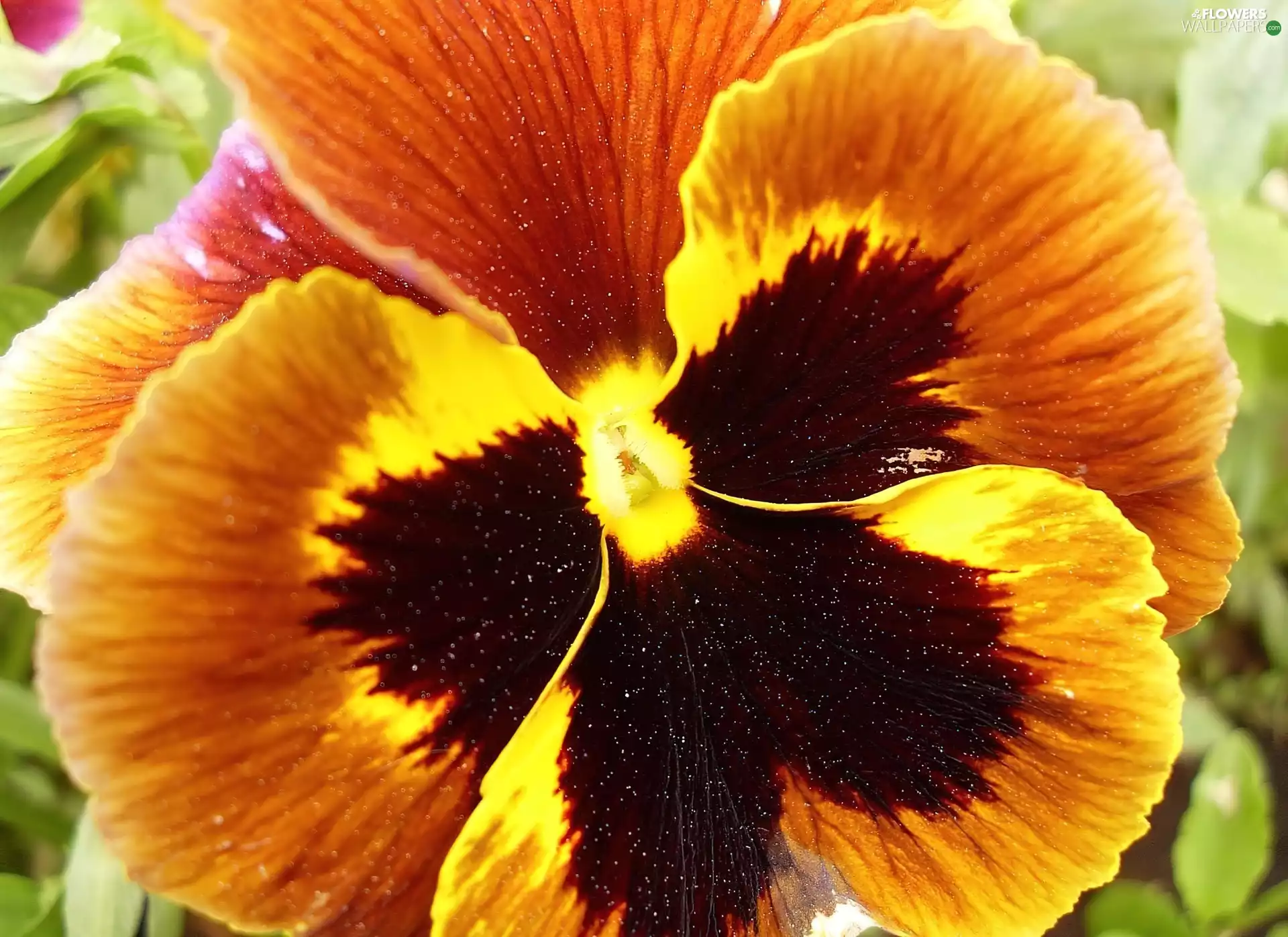 pansy, flakes