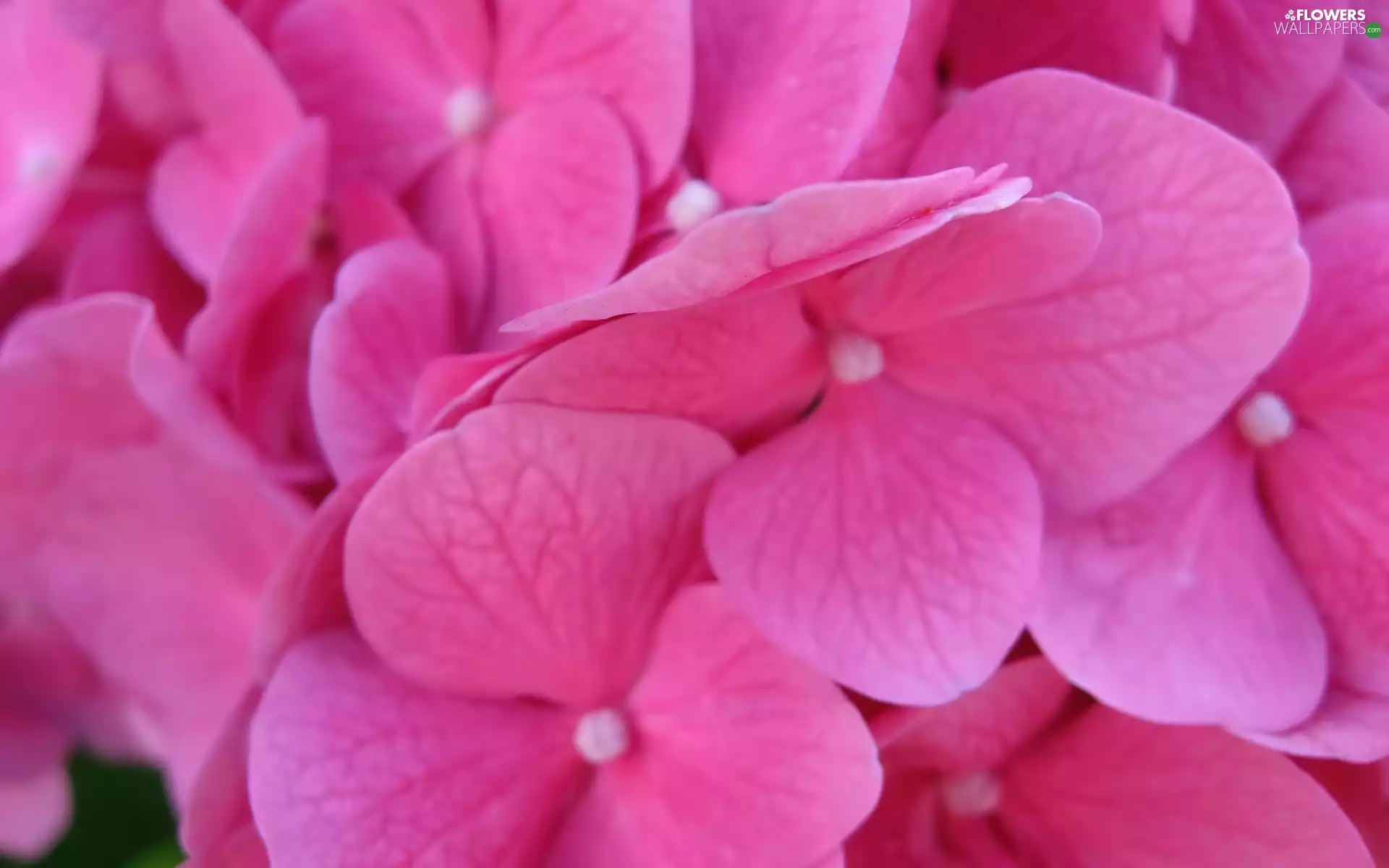 flakes, hydrangea, Pink