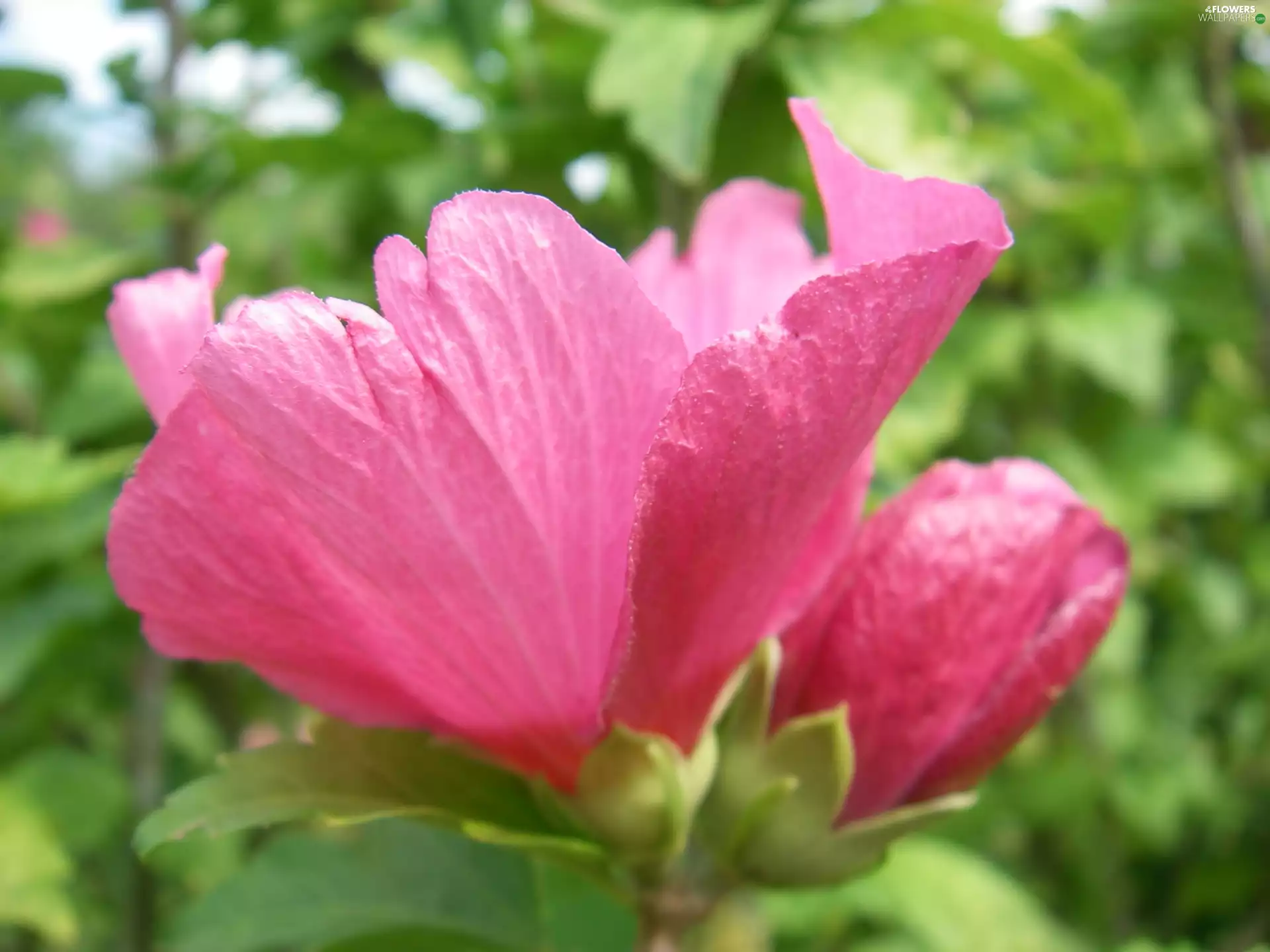 flakes, mallow, Pink