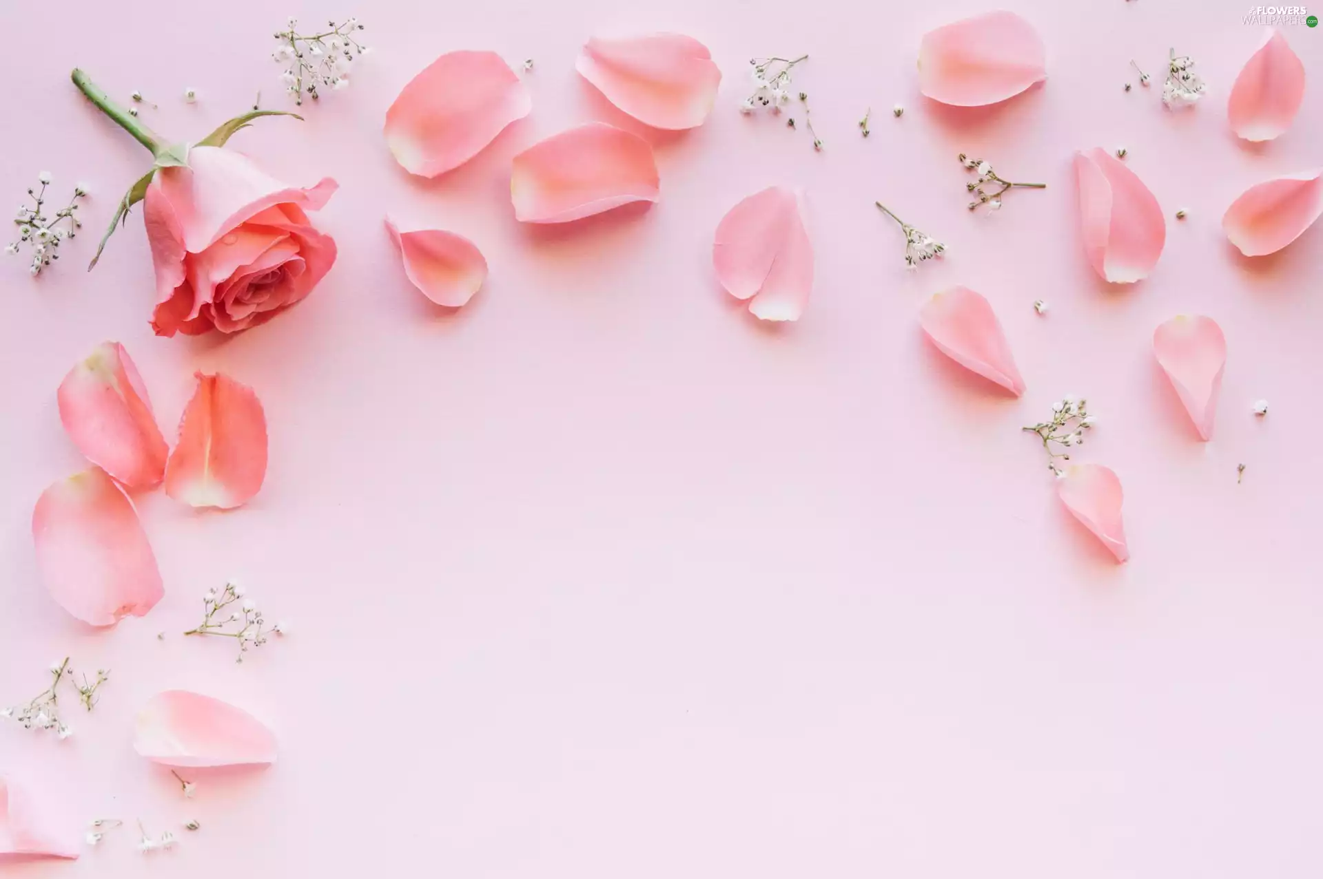 Flowers, flakes, Pink Background, rose