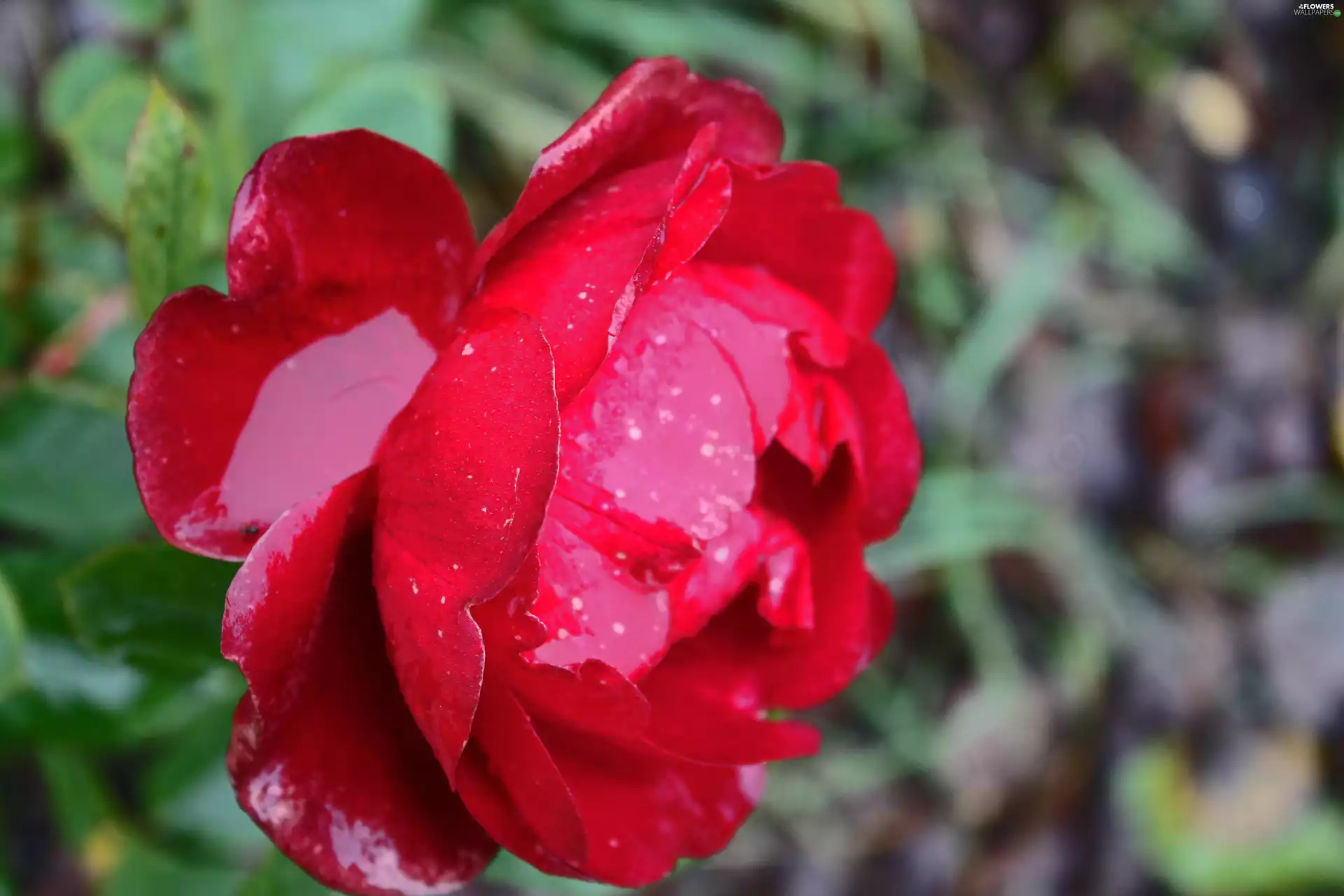 rapprochement, WET, rose, flakes