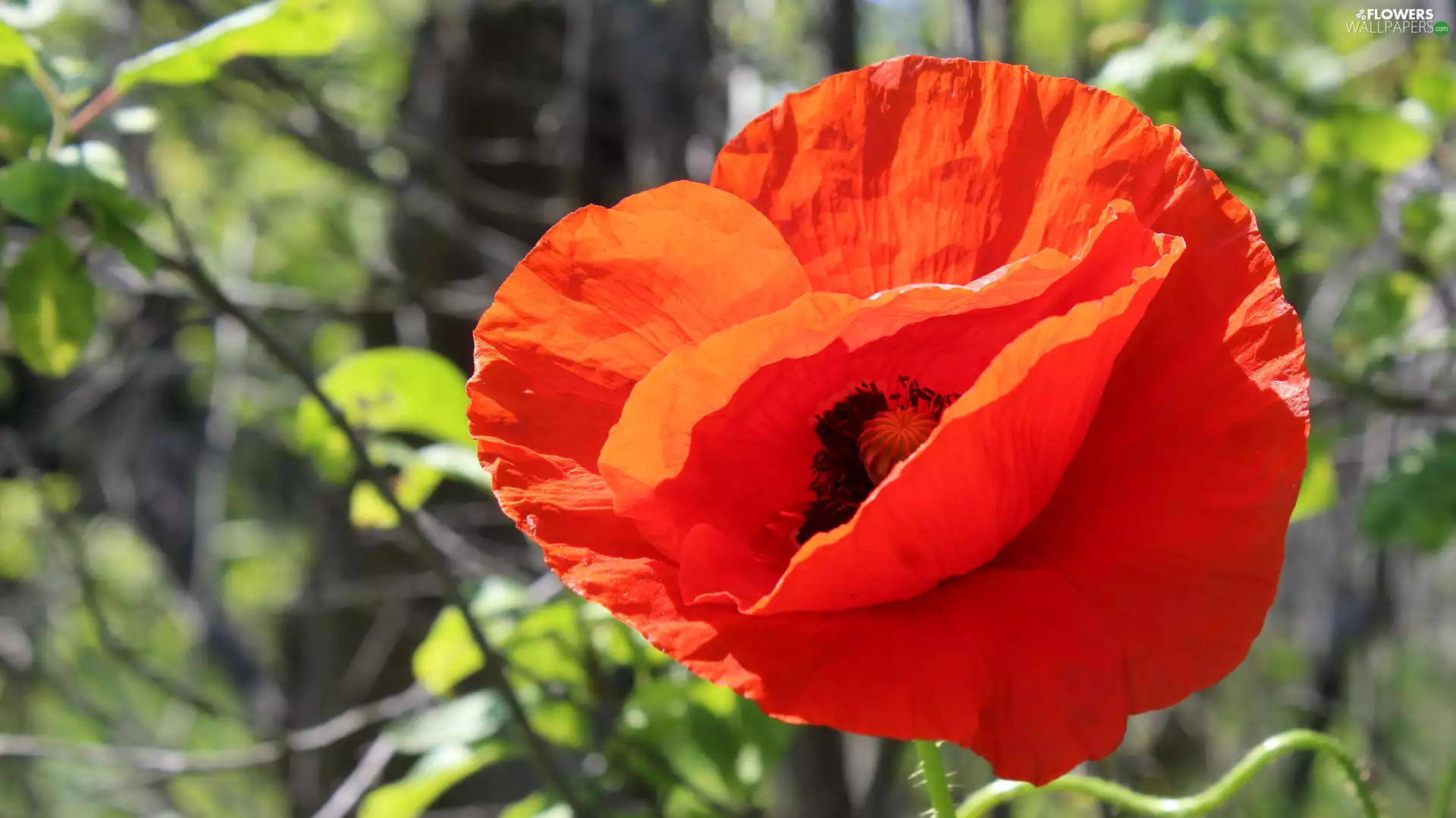 Red, flakes, rapprochement, red weed